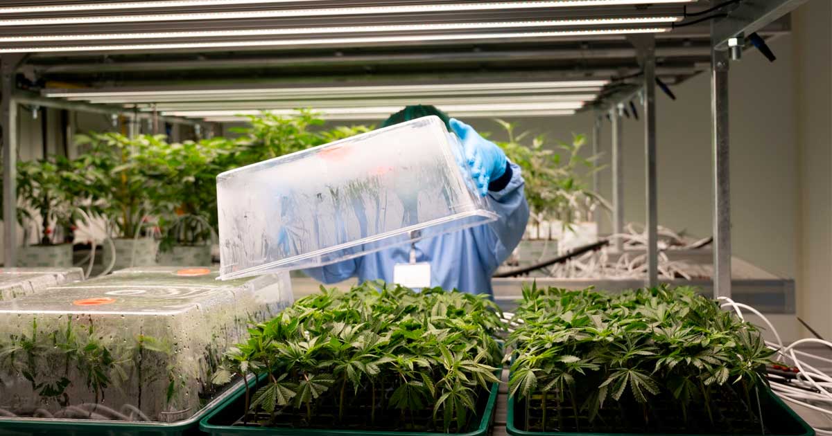 Frankfurt and Offenbach Bid for Cannabis Distribution Pilot Projects in Germany