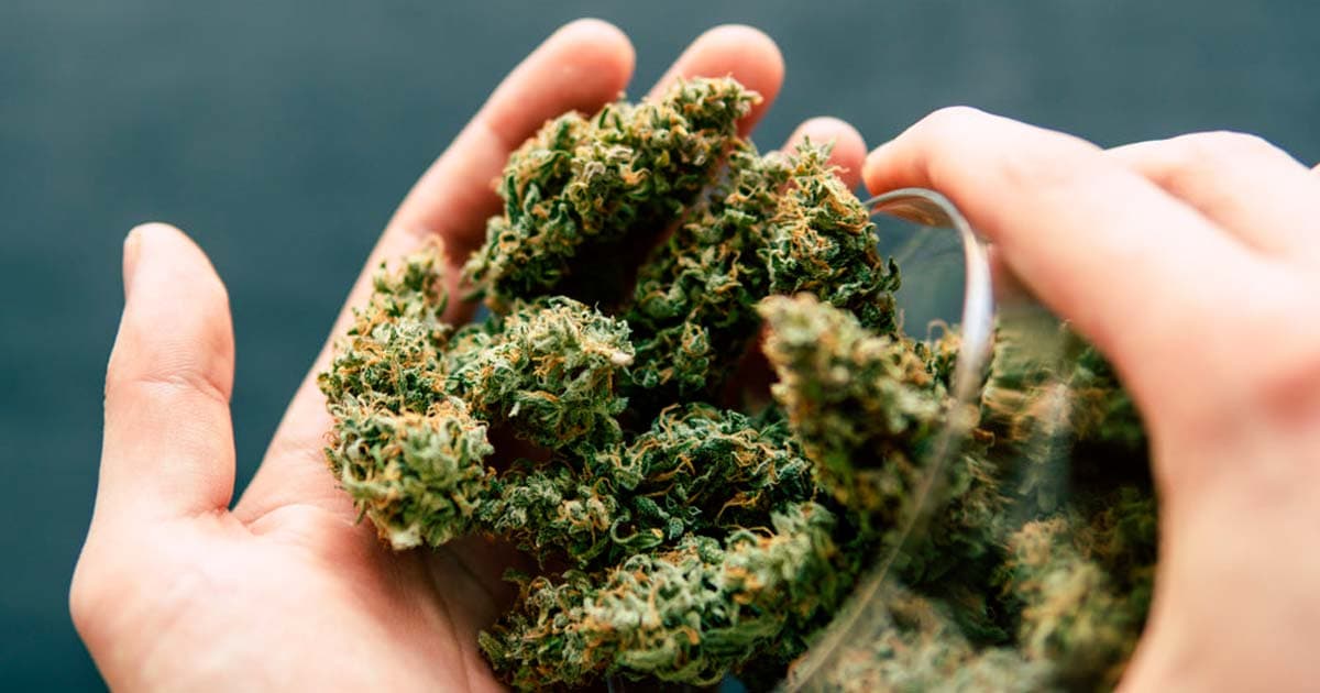 French Senator Proposes Comprehensive Cannabis Legalization Bill for 2030