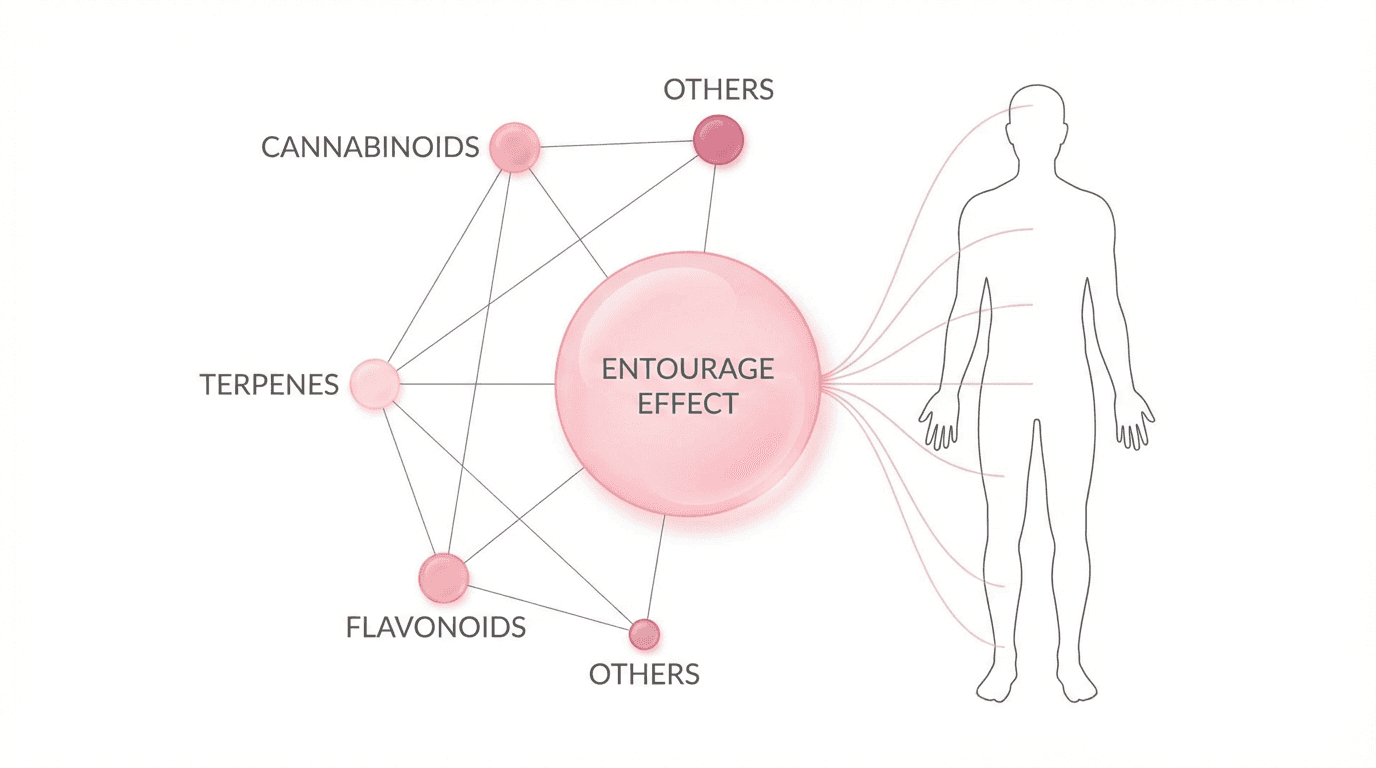 What Is the Entourage Effect?