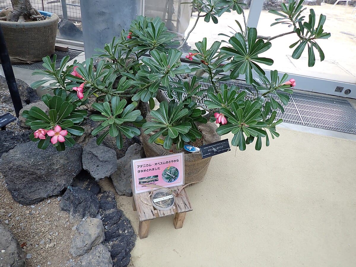 Адениум тучный (Adenium obesum)