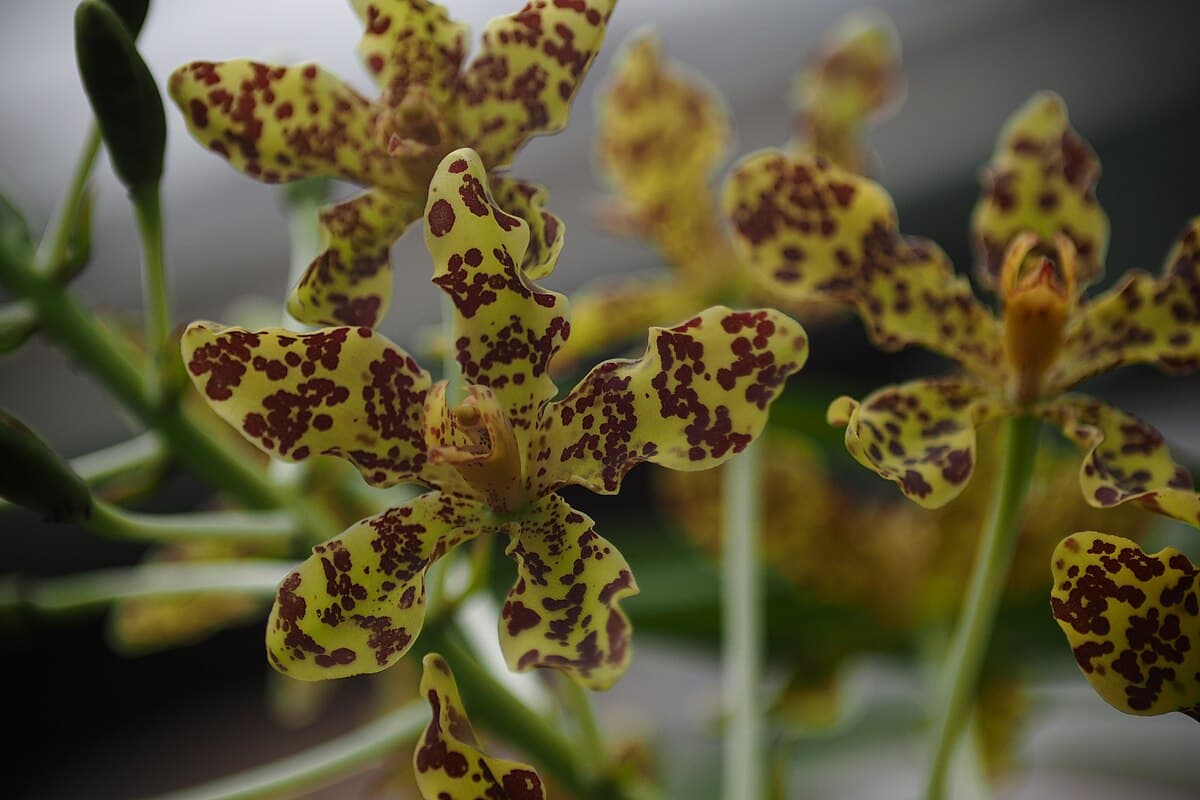 Грамматофиллум великолепный (Grammatophyllum speciosum)
