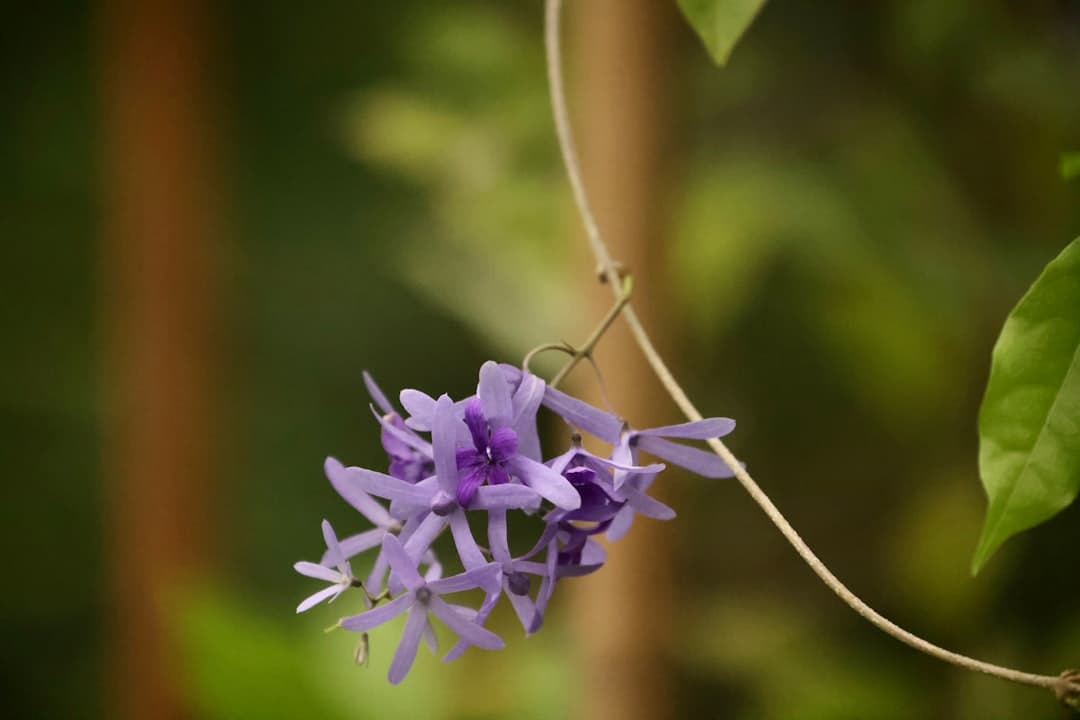 Petrea volubilis — Königsgirlande