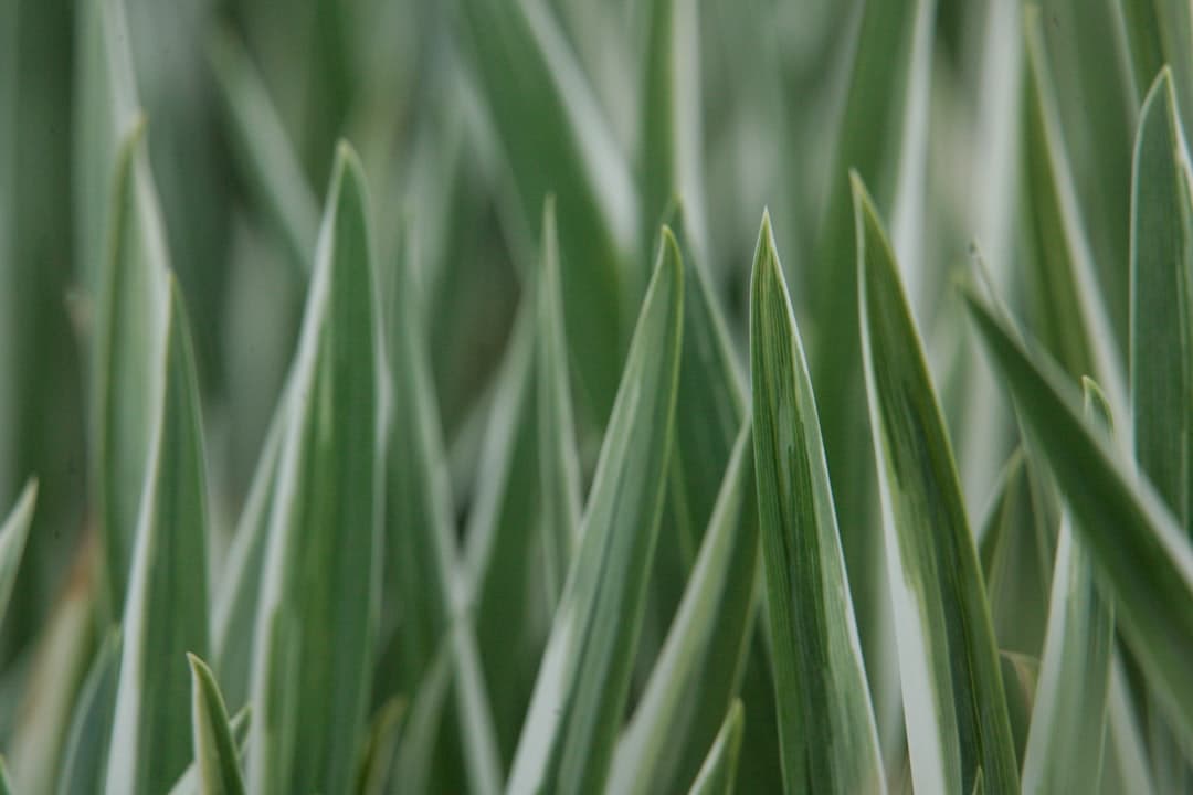 Phormium 'Yellow Wave' (Lino de Nueva Zelanda)