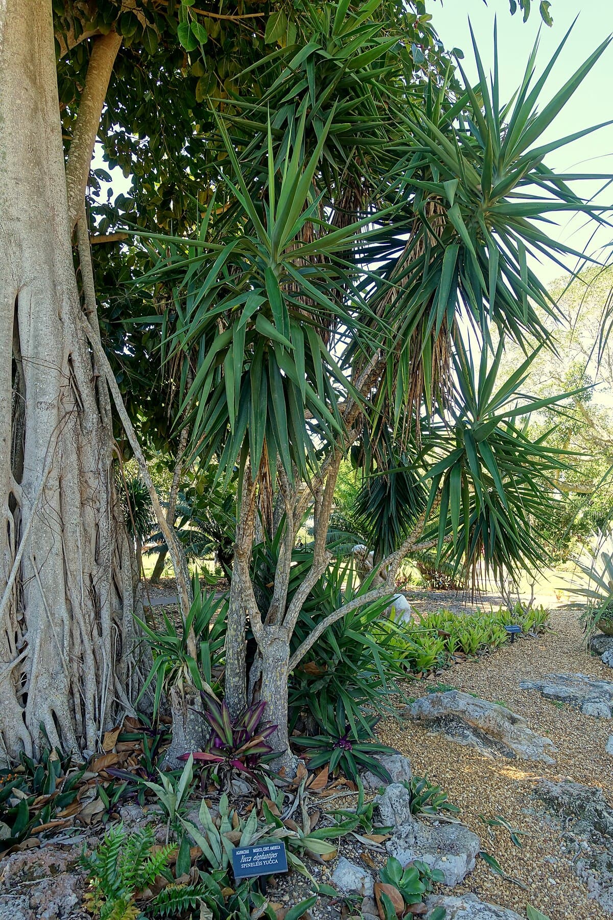 Юкка гигантская (Yucca gigantea)