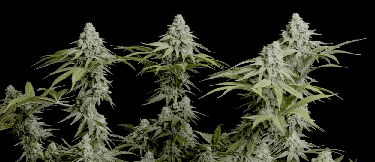 Nuovo sondaggio rivela che i consumatori di cannabis preferiscono prodotti puliti a THC elevato