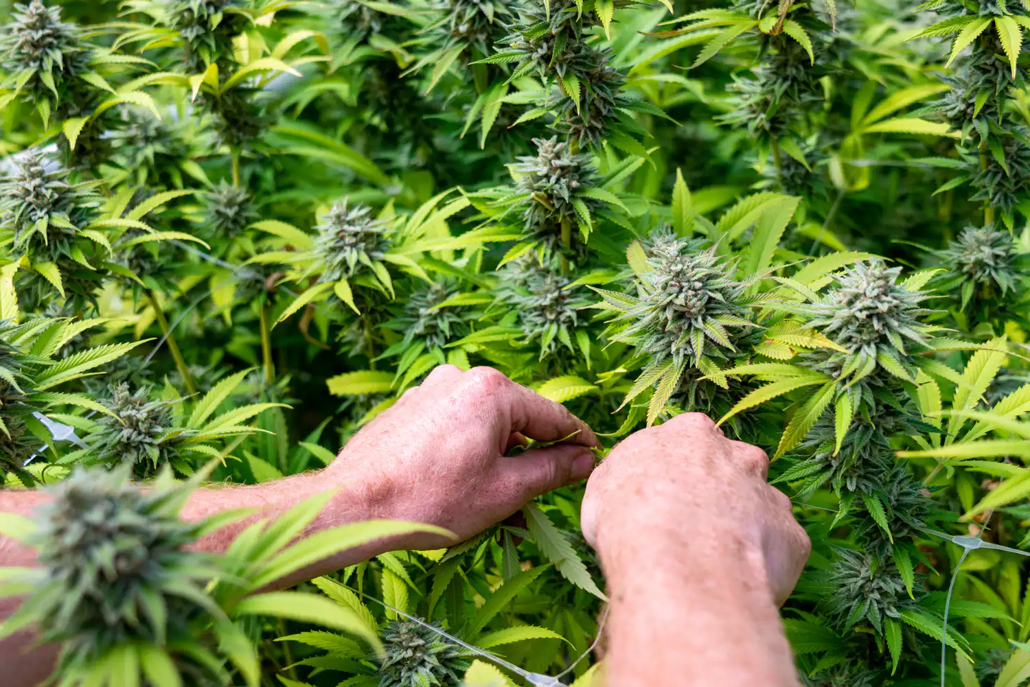 La maggioranza degli americani sostiene la coltivazione domestica di cannabis per timori sui pesticidi