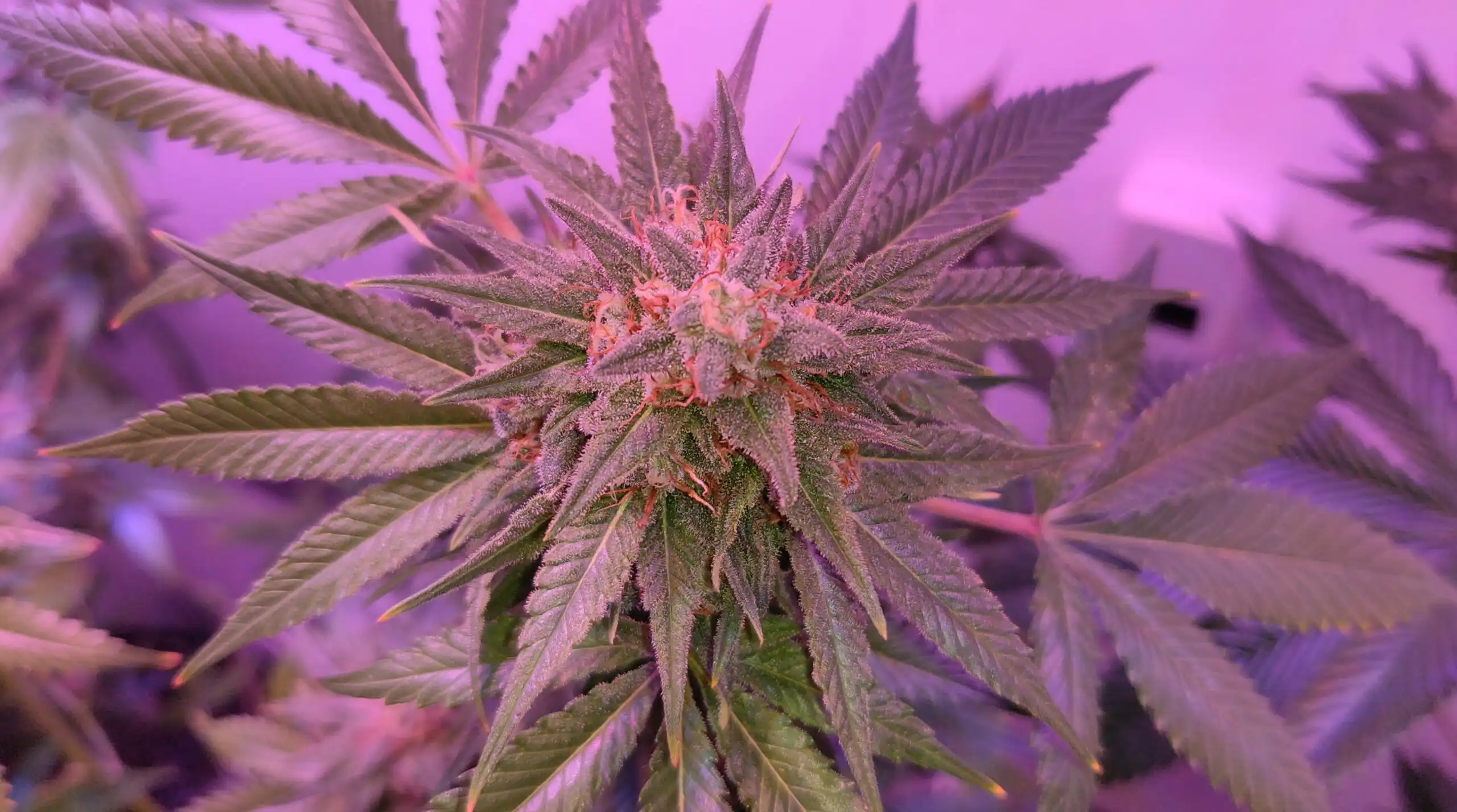 Líder de la Minoría en la Cámara Hakeem Jeffries Confirma Votos Suficientes para Reforma Federal del Cannabis