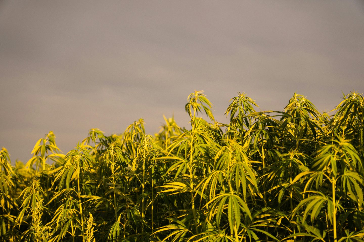 Le Tribù Indigene Guidano l'Innovazione nella Politica della Cannabis negli USA