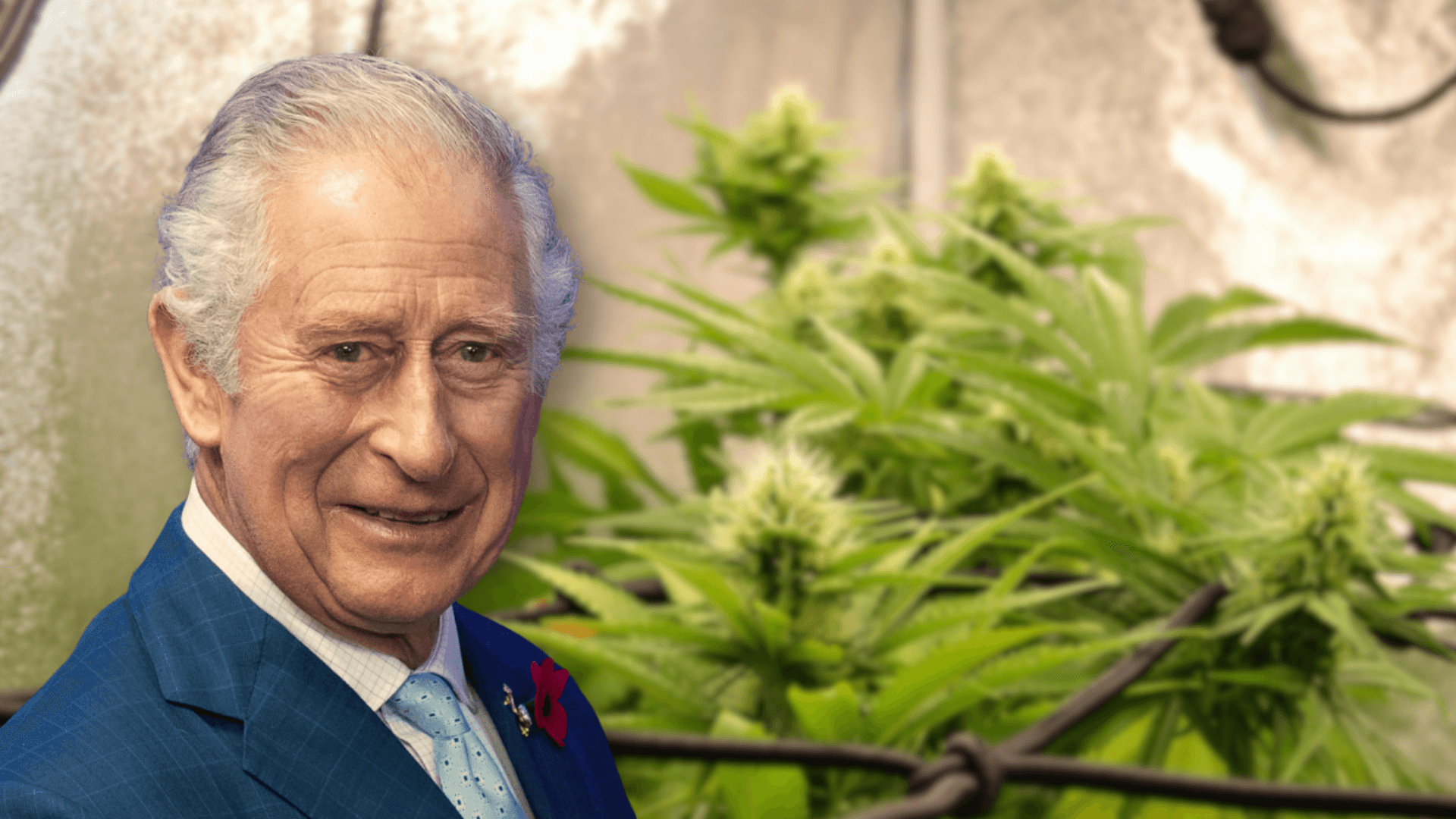 Culture clandestine de cannabis dans un manoir royal : entre héritage et paradoxes britanniques