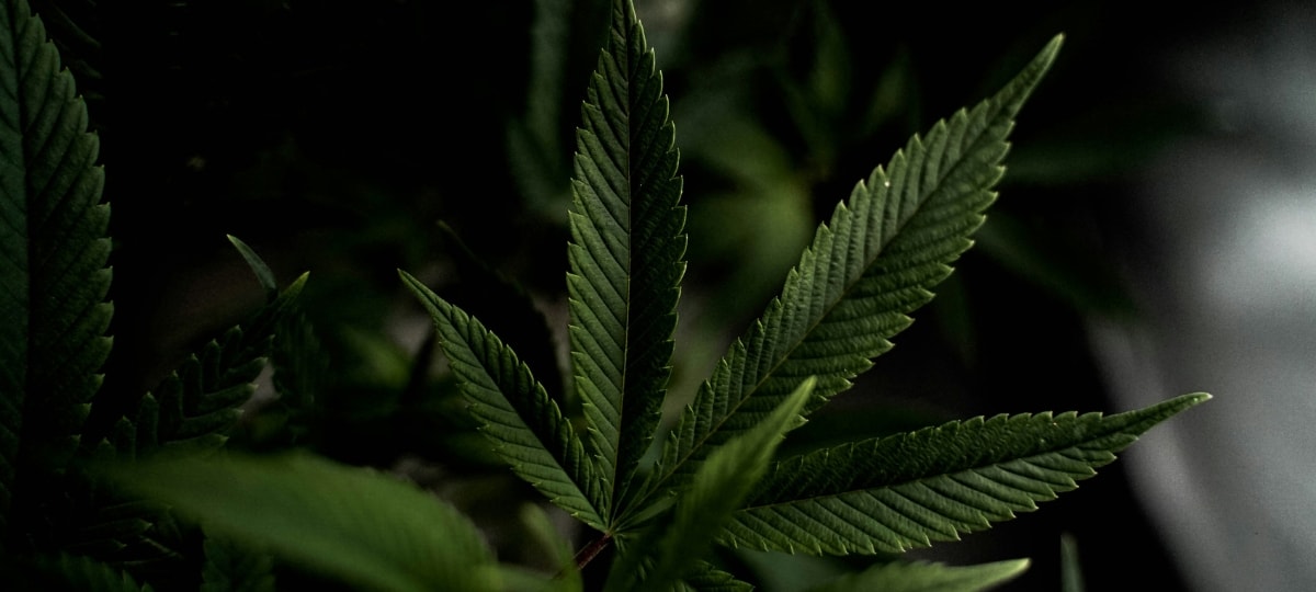 Movimento Cannabis Clean Label Promuove Trasparenza e Prodotti a Base di Pianta Intera