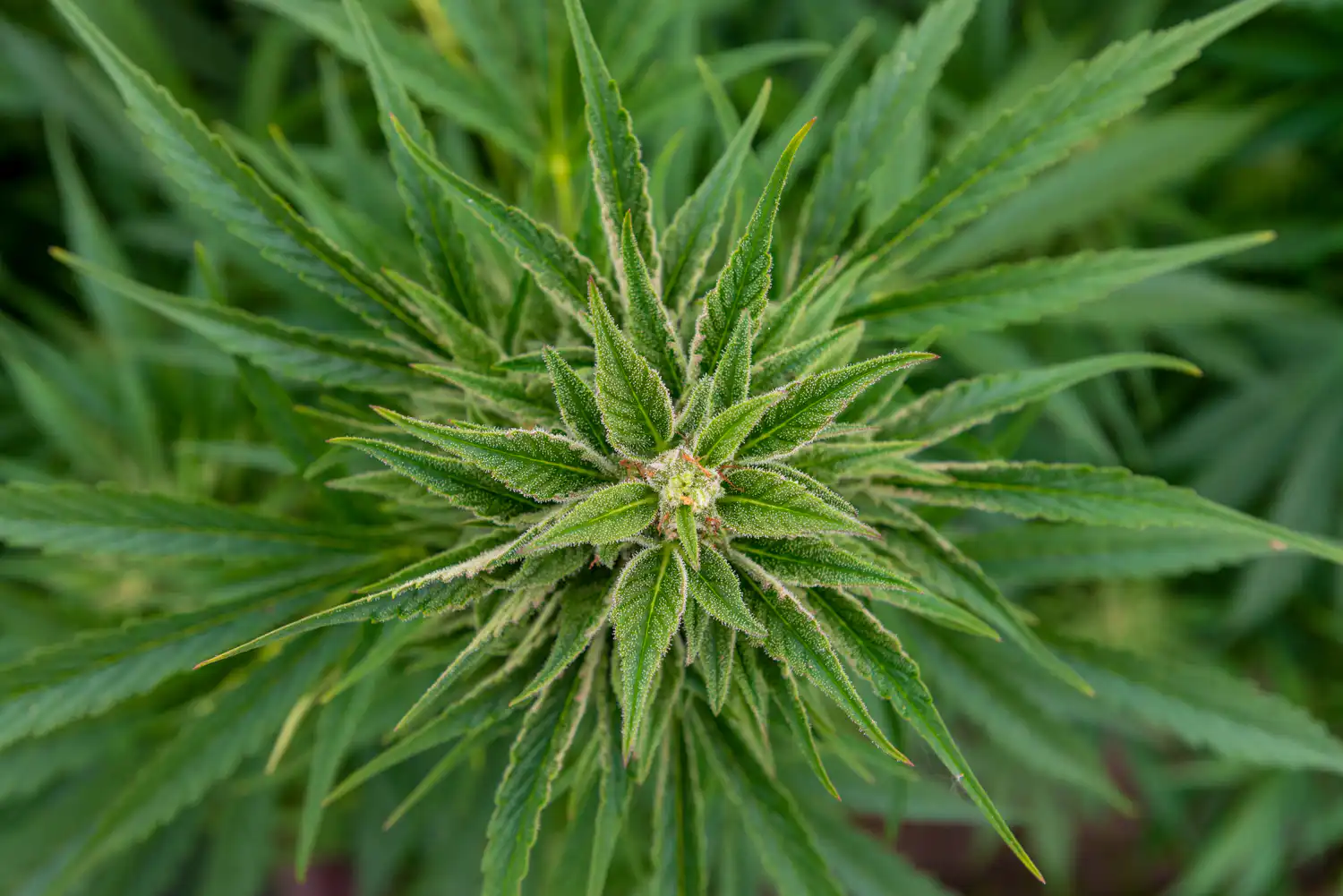 Legislatori della Virginia esortano il governatore ad approvare subito la vendita di cannabis