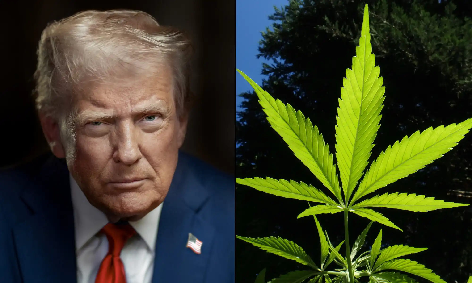 Amministrazione Trump Affronta Ritardi nell'Ordine di Riesame della Marijuana a Causa di Ostacoli Interni