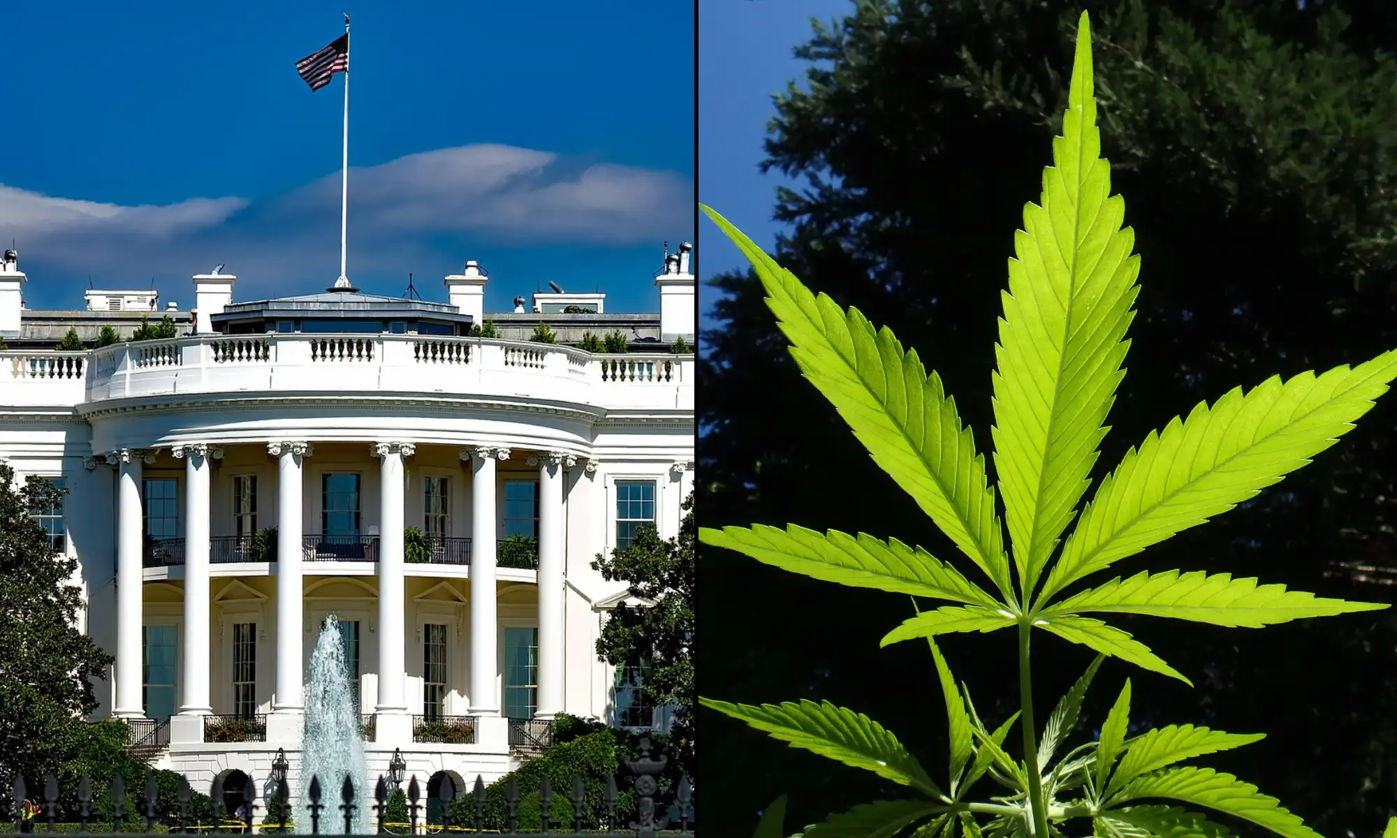 Trump Administration Initiates Federal Marijuana Rescheduling Amid Broad Public Support
