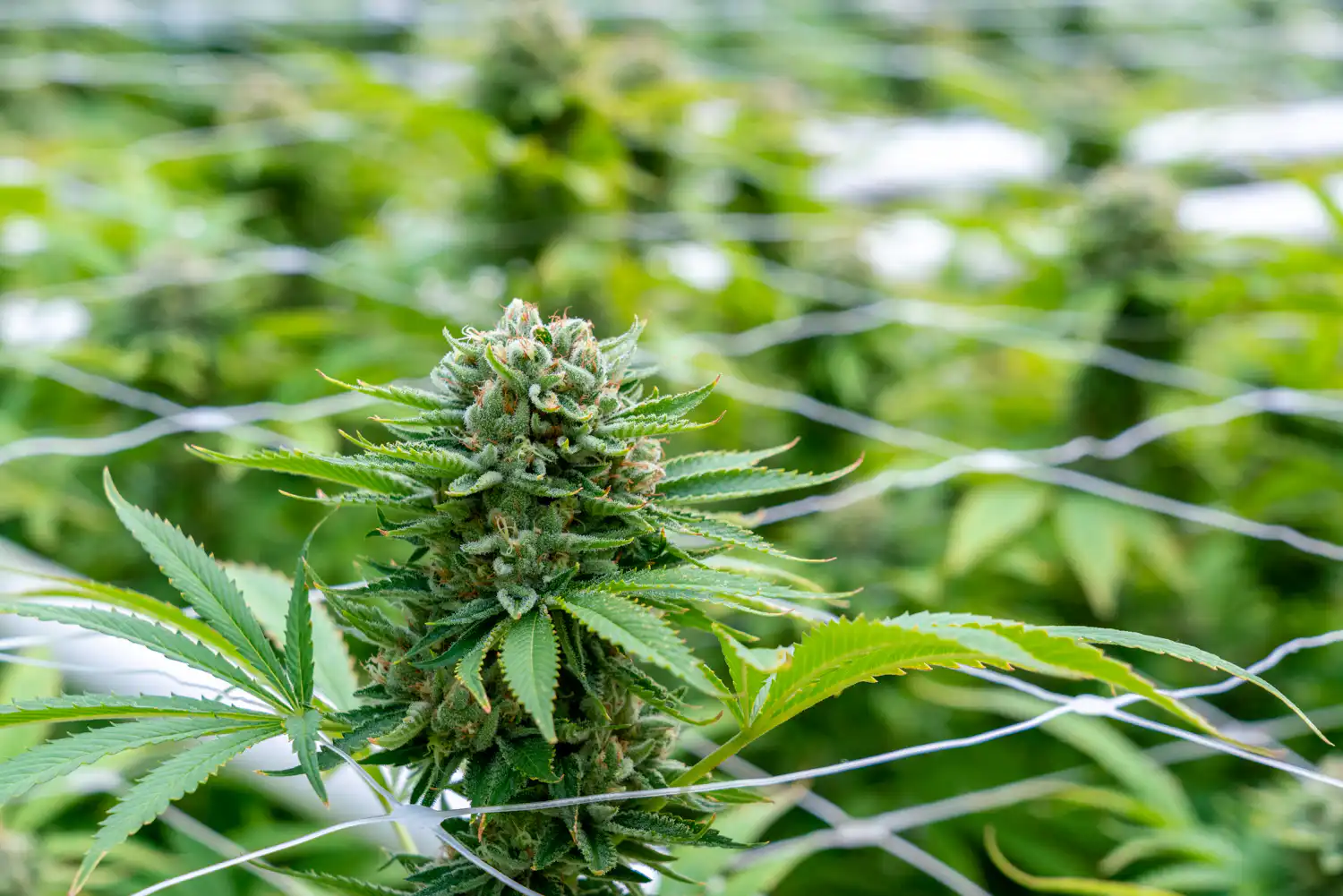 Consulente di Trump Roger Stone Accusa Ritardi nella Riprogrammazione della Cannabis da Parte dell'Amministrazione