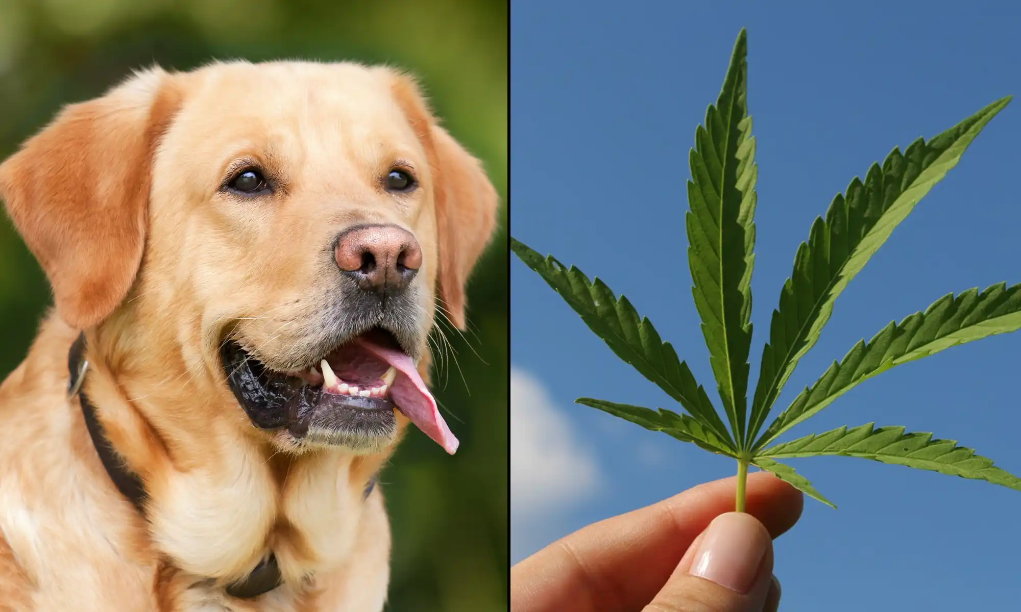 Il Maryland approva protezioni per i veterinari che raccomandano cannabis medica per animali
