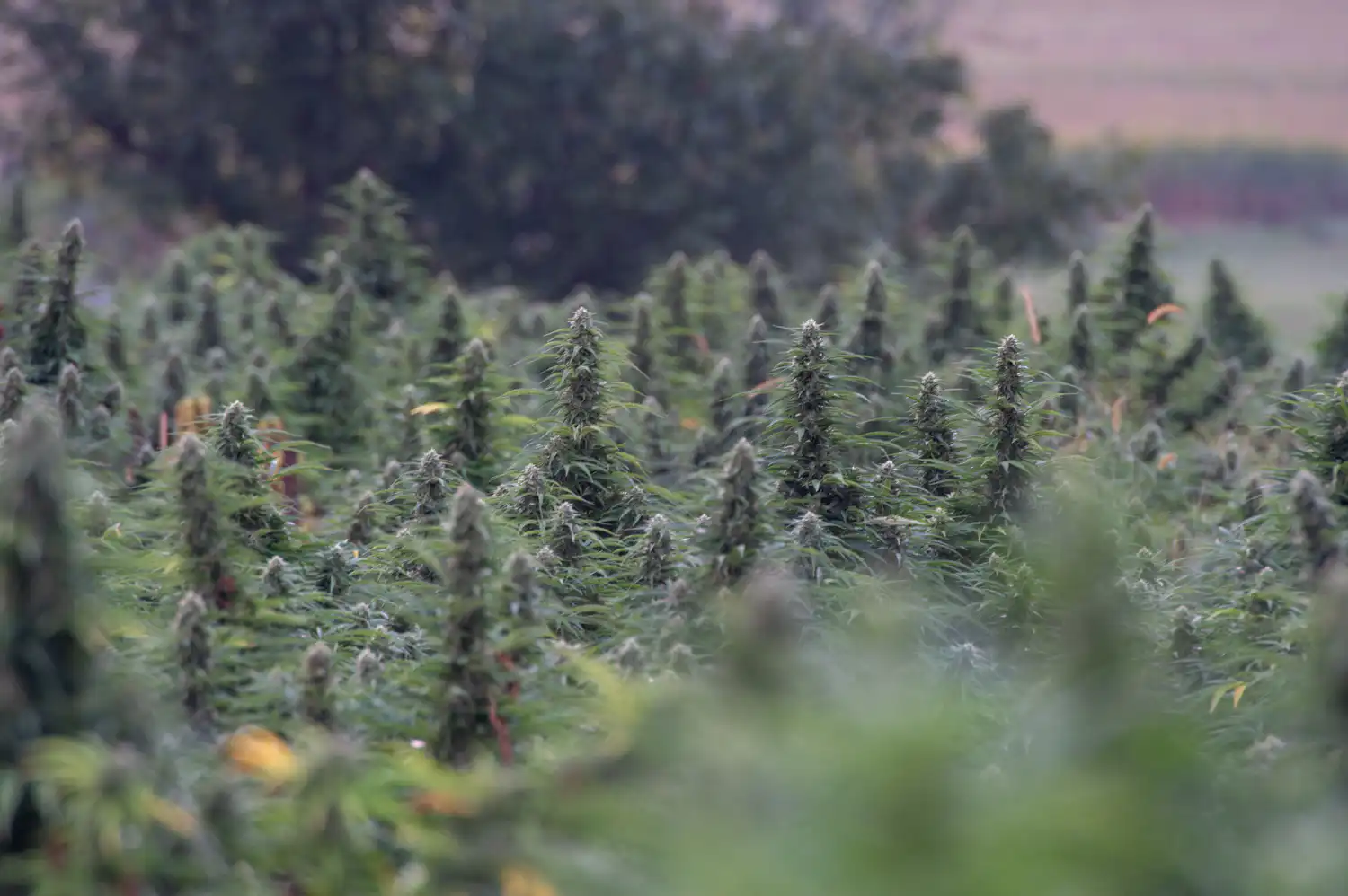 Рост рынка легальной конопли в США: новые возможности для инвесторов и бизнесменов