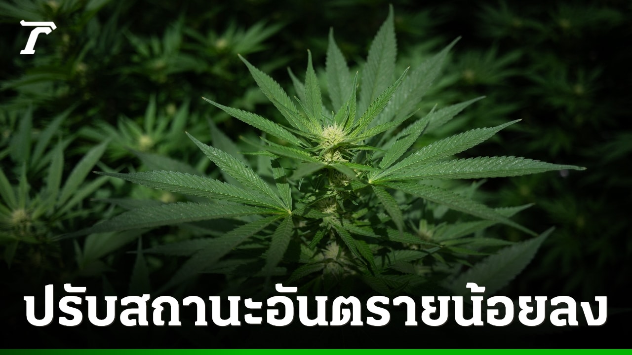 สหรัฐฯ ปรับสถานะกัญชาลดความเสี่ยง เปิดทางวิจัยและรักษาทางการแพทย์