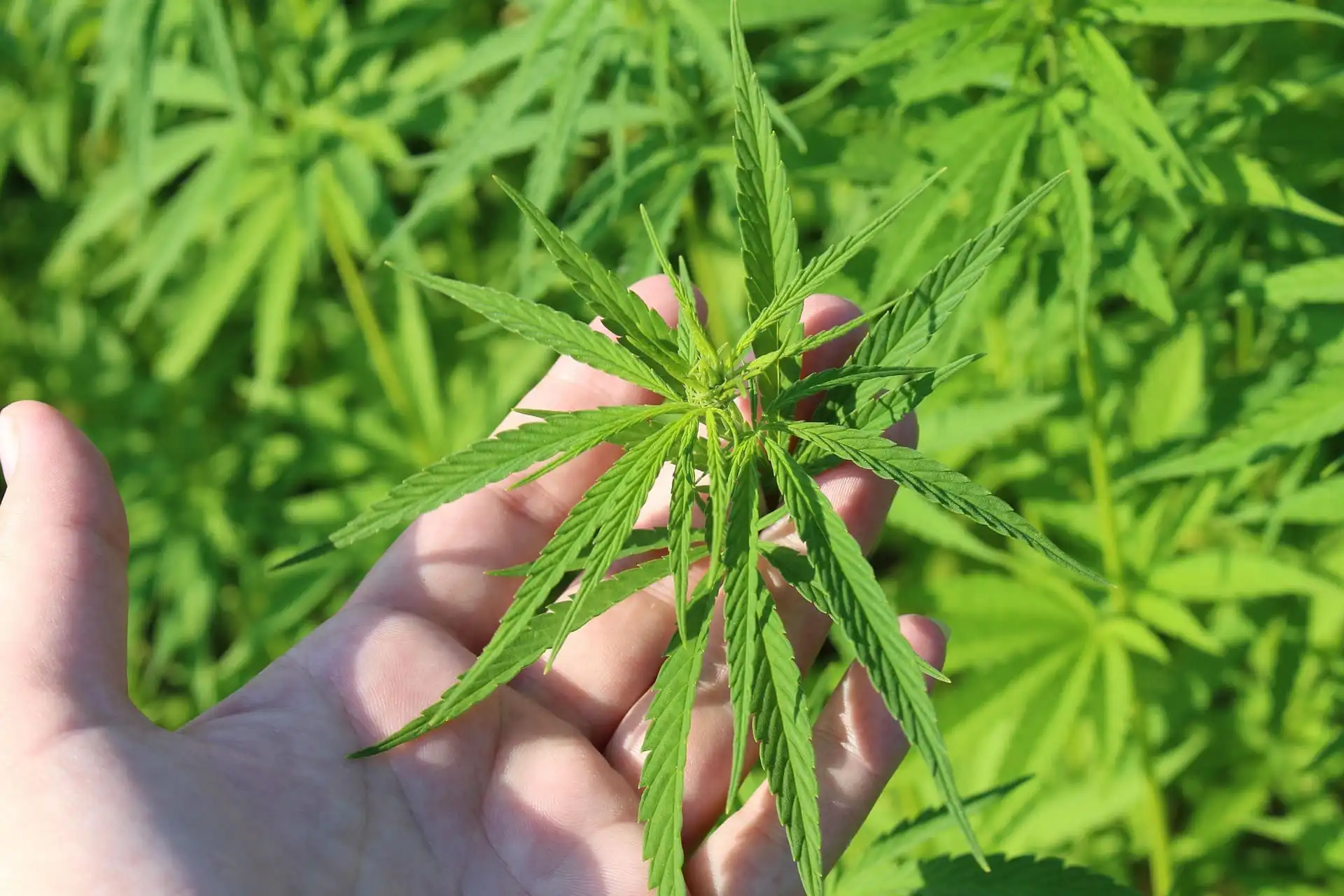 Bipartisan Hemp Relief Bill Set for Congress to Counter Looming Federal Recriminalization