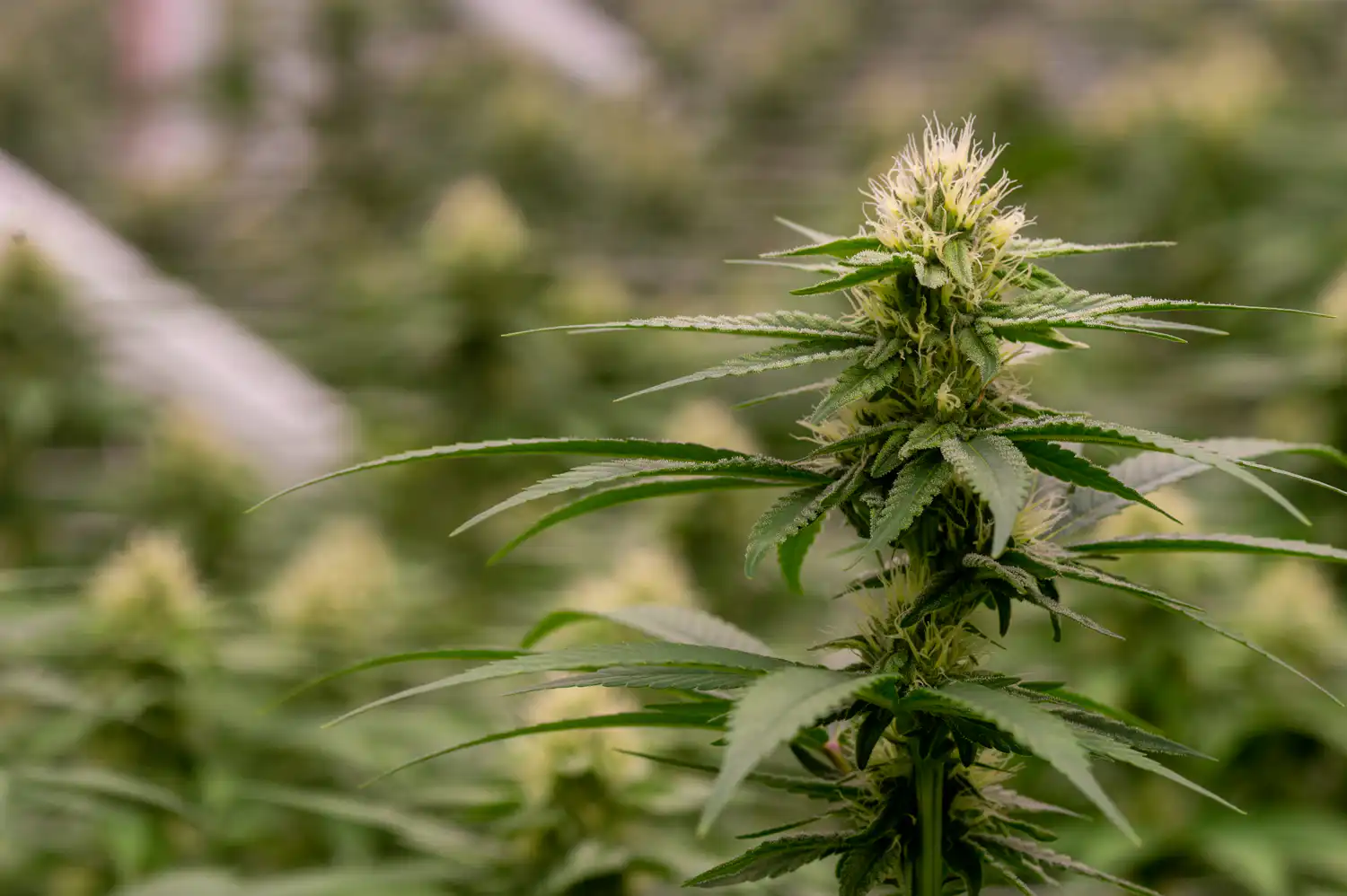 Neue Änderungen bei Cannabismarkt in Virginia: Was deutsche Touristen wissen müssen