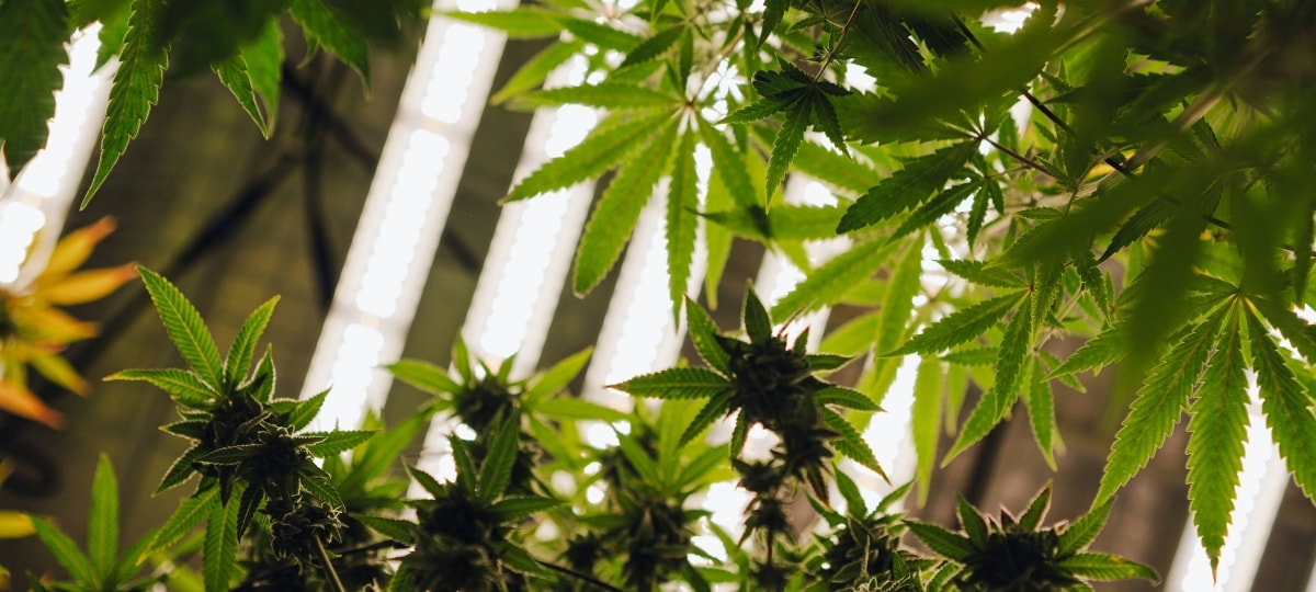 מגדלי קנאביס ותיקים מדגישים אומנות וקהילה על פני מגמות שוק