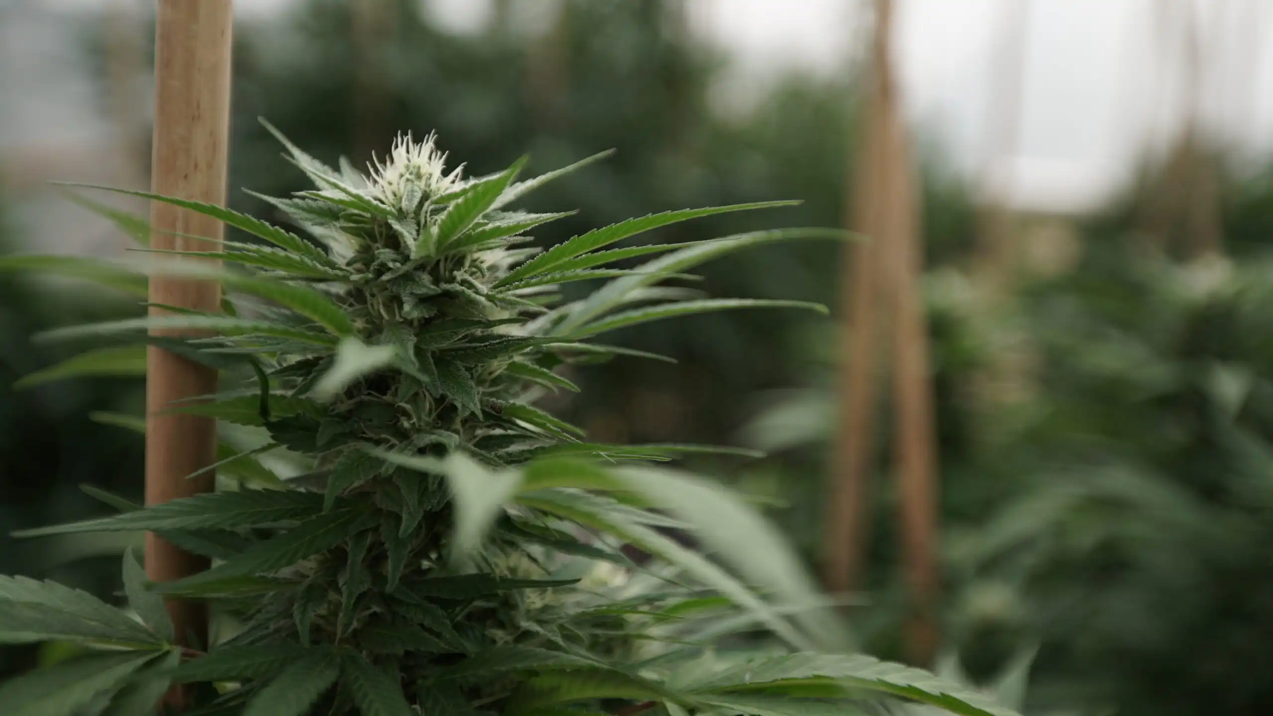 Senator Cory Booker Declares Cannabis Safer Than Fast Food Amid National Drug Policy Shifts