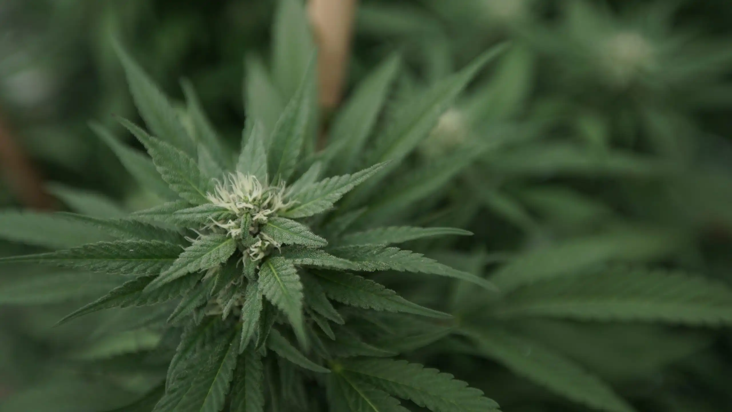 Aumento delle vendite di marijuana mentre calano gli acquisti di alcolici, segnalando un cambiamento nelle preferenze dei consumatori