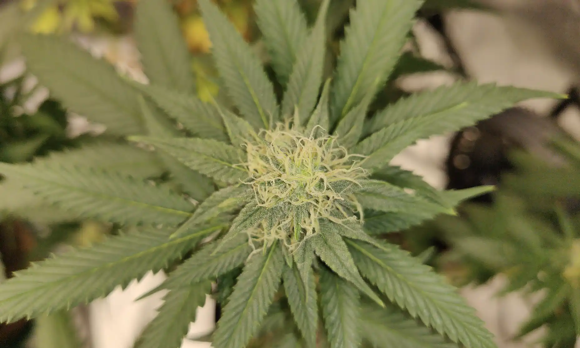 DEA Opens Applications for Federal Protections for Medical Cannabis Businesses