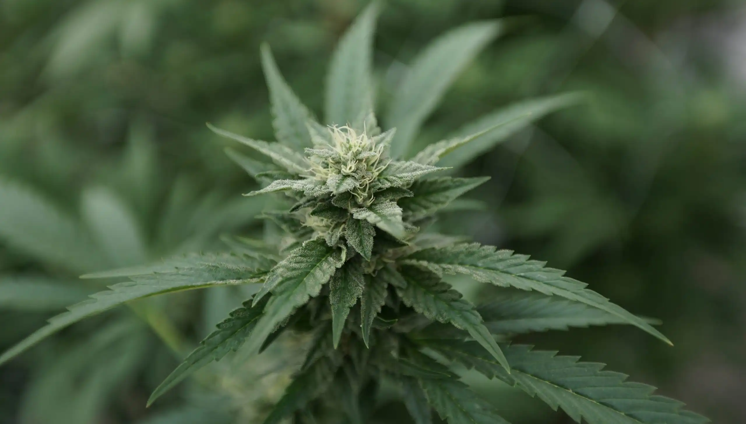 Les tensions autour de la légalisation du cannabis en Virginie : enjeux et perspectives