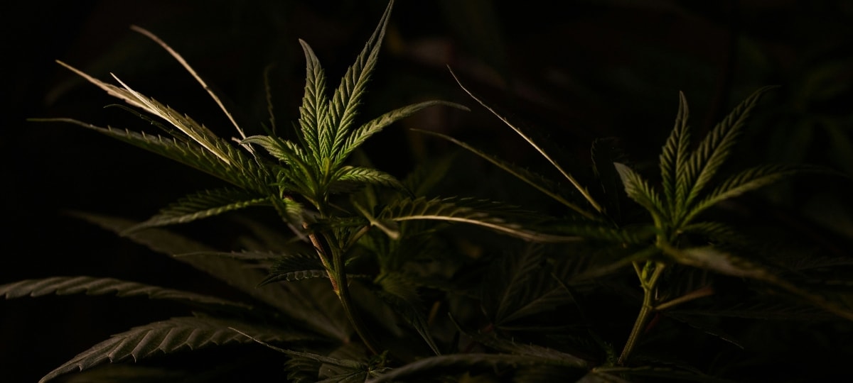 La Proibizione della Cannabis Continua a Mettere a Rischio Pazienti, Famiglie e Industria negli Stati Uniti