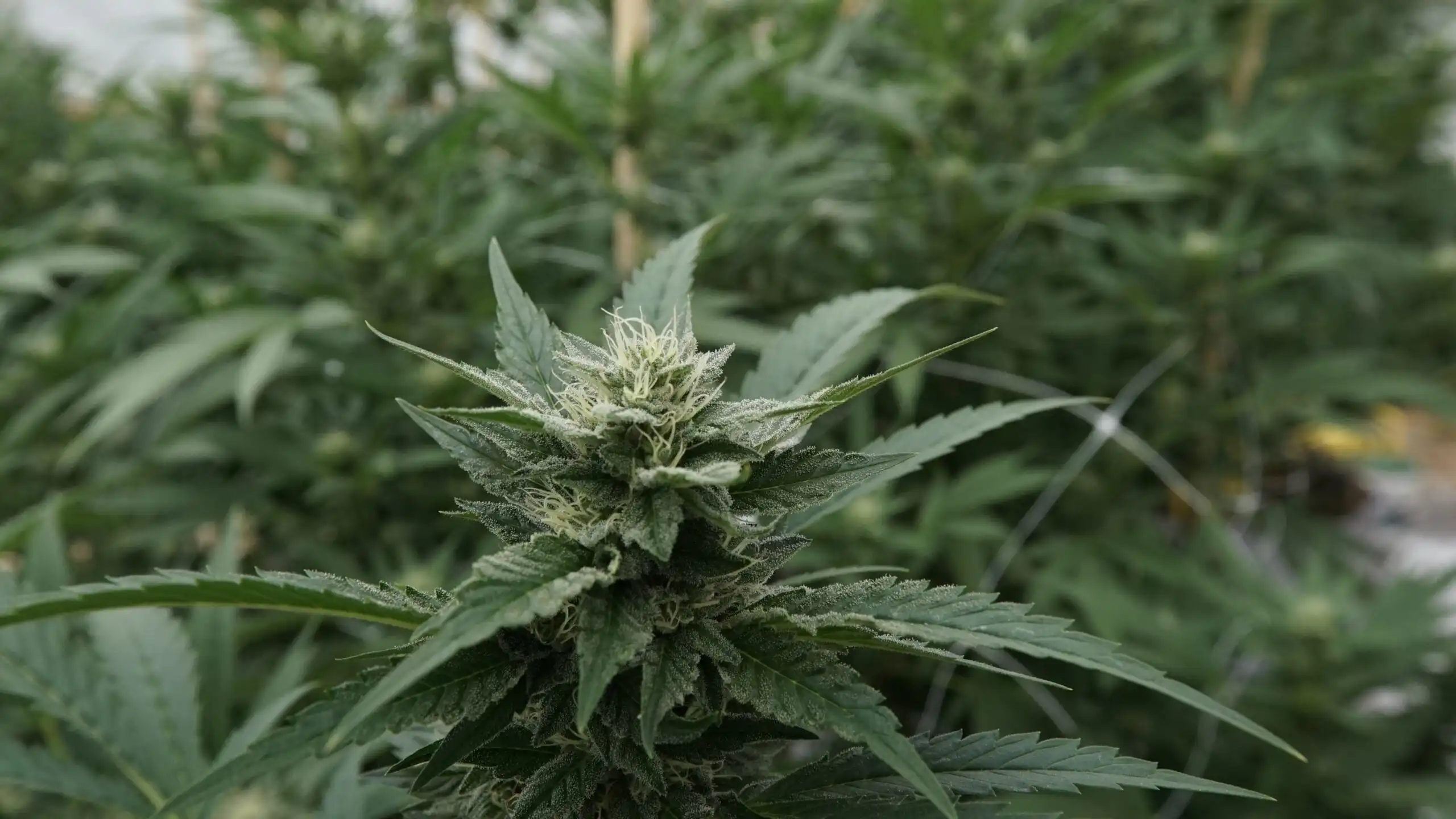 Congress Delays Action on Hemp THC Amendments Amid Intensifying Cannabis Reform Debate