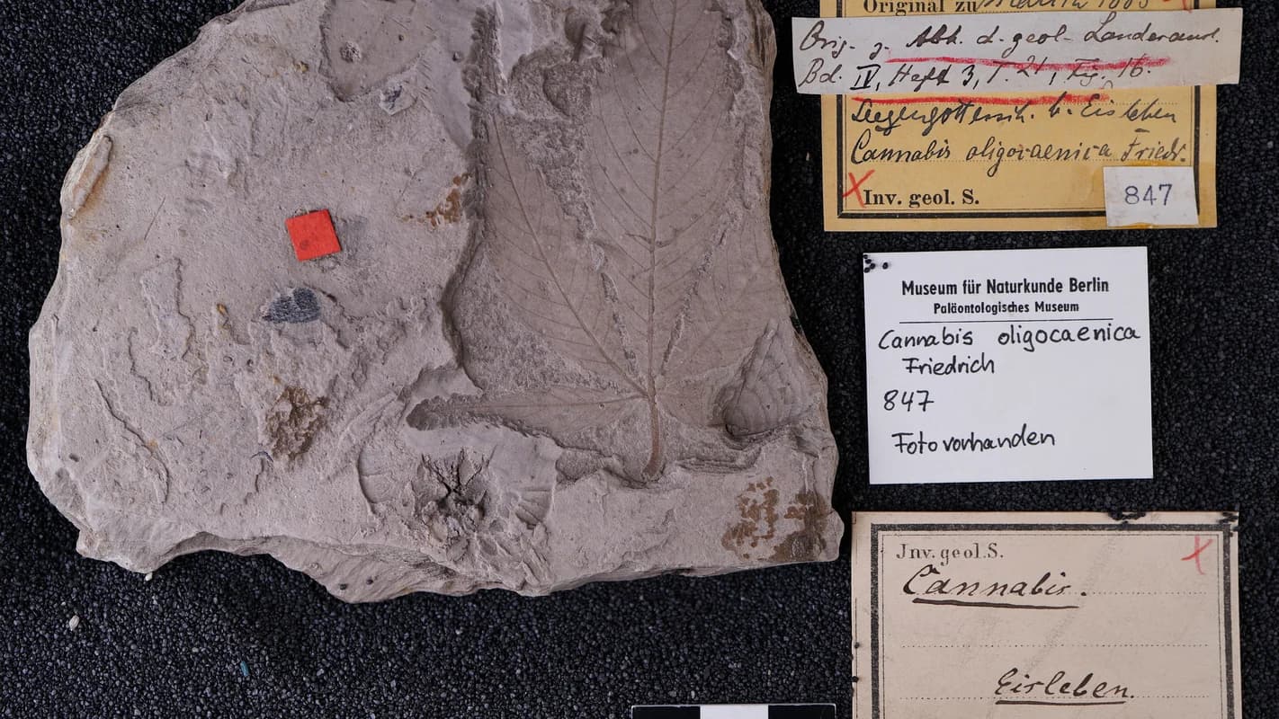 นักวิทยาศาสตร์พิพิธภัณฑ์เบอร์ลินค้นพบฟอสซิลกัญชาอายุ 56 ล้านปีที่อาจเก่าแก่ที่สุด