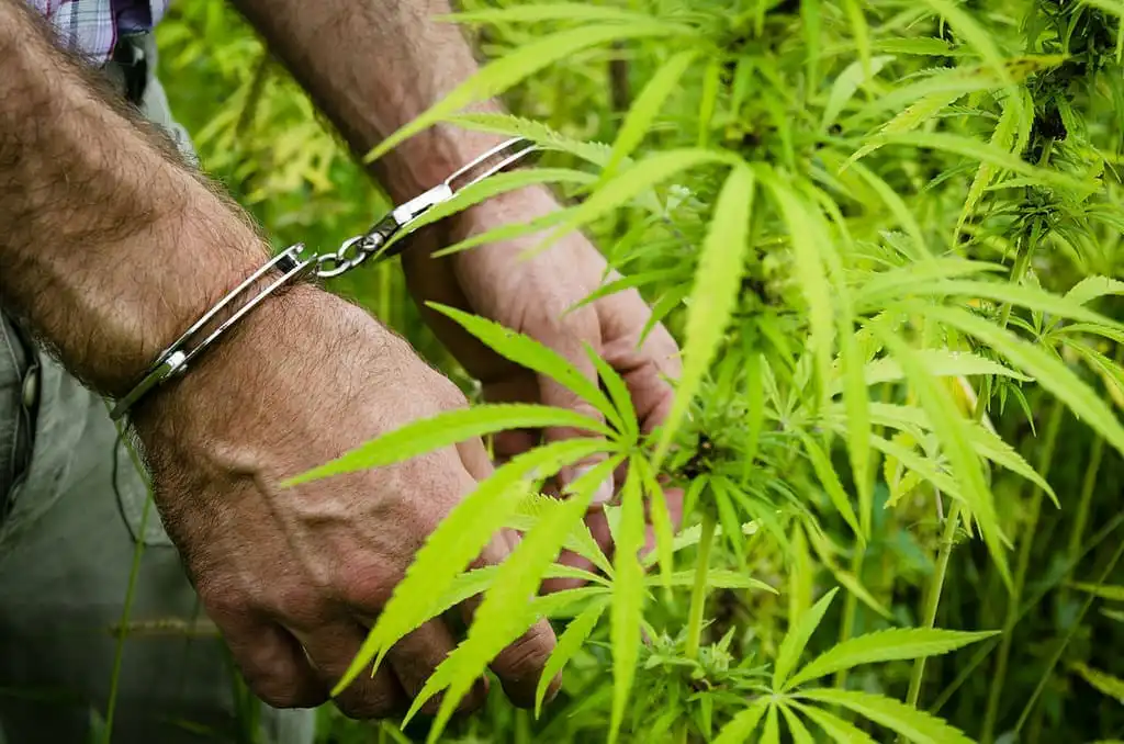 Neue Gesetzeslage in Louisiana: Haftstrafen für Marihuana-Konsum in der Nähe von Bildungseinrichtungen