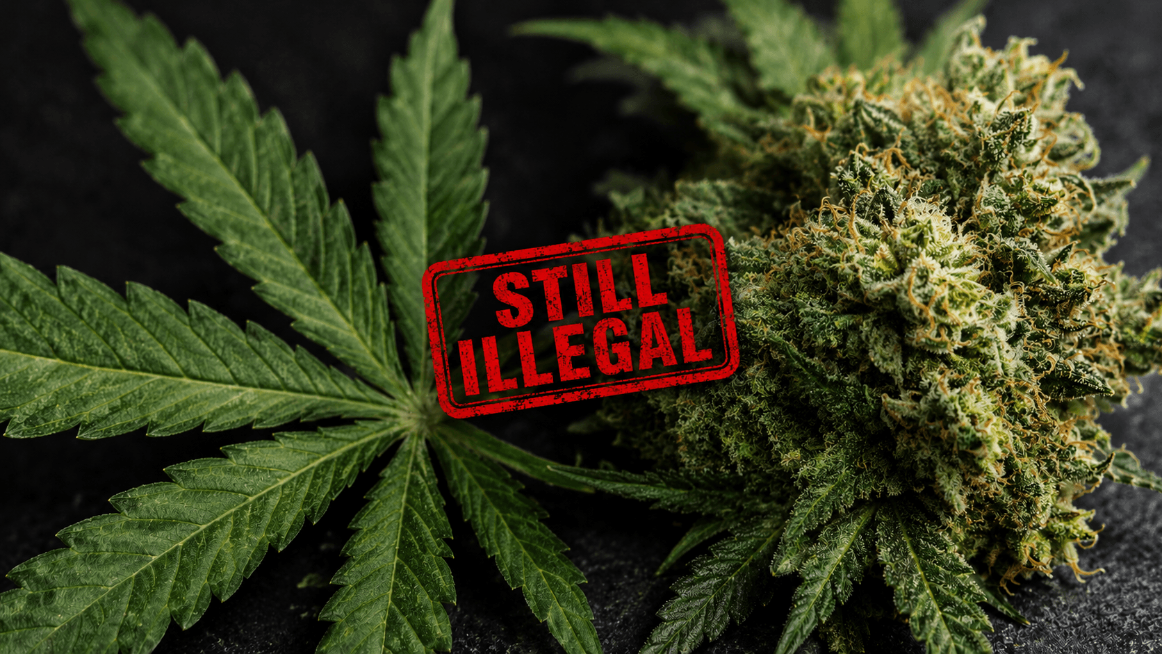 La Casa Blanca aclara política federal sobre cannabis tras reclasificación a Lista III