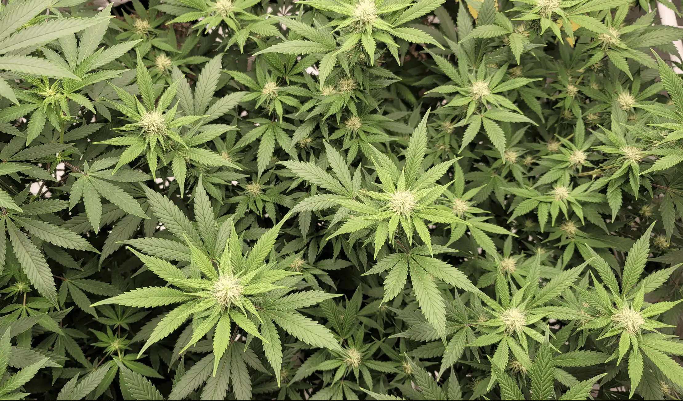Pennsylvania Governor Presses Lawmakers on Cannabis Legalization as Election Opponent’s Opposition Surfaces