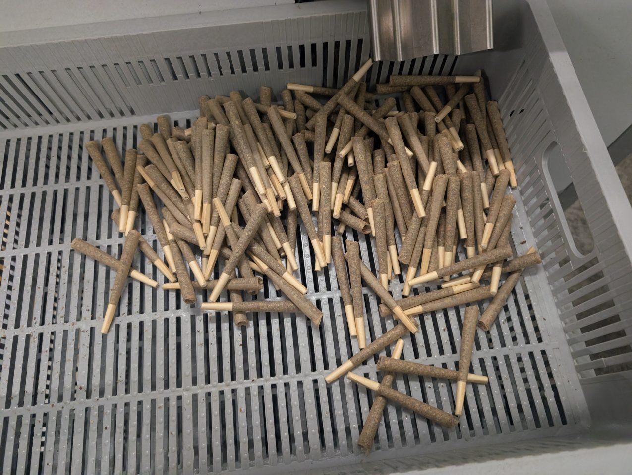 Pre-Rolls verändern globale Cannabismärkte von Handwerksritual zu Industriestandard