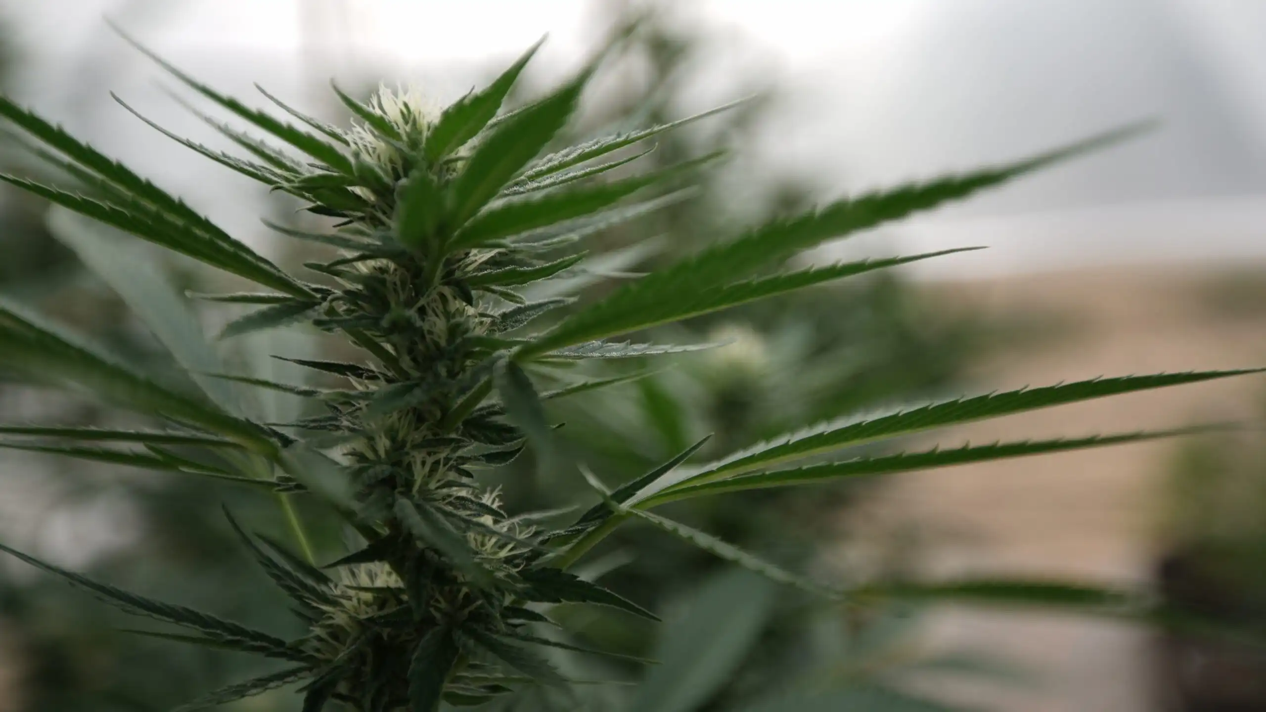 La DEA introduce nuovi moduli di registrazione per le aziende di cannabis autorizzate a livello statale