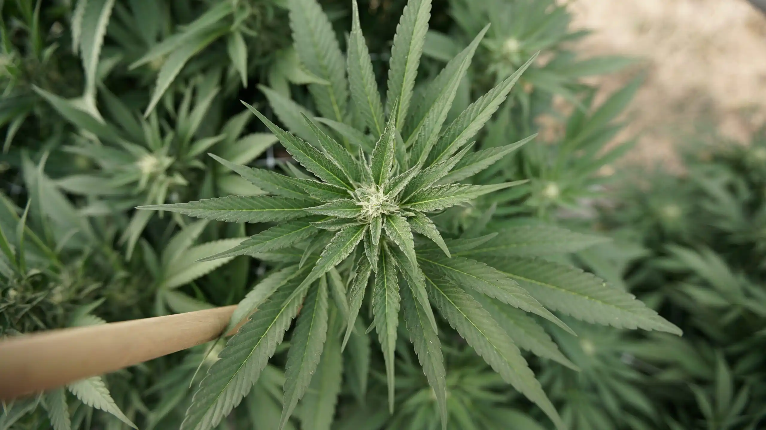 White House Warns of Cannabis Health Risks and Youth Marketing Practices