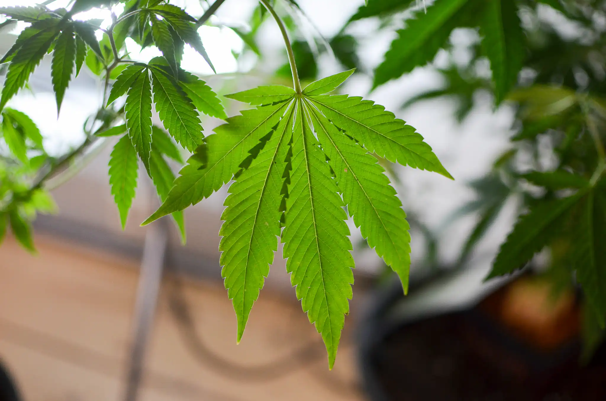 Petizione per il referendum sulla marijuana in Ohio: firmatari denunciano stipendi non pagati