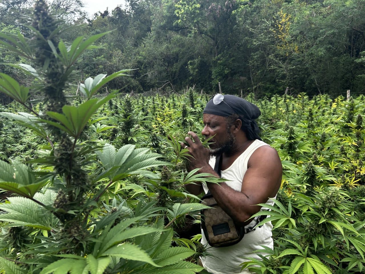 Jamaica Emerges as Global Hub for Combined Cannabis and Psychedelic Retreats