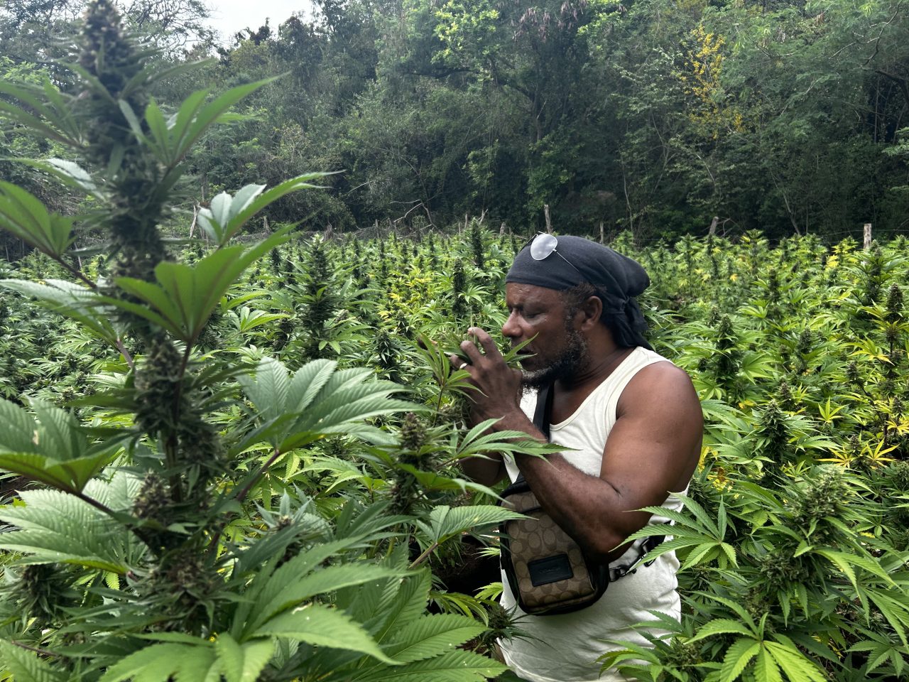 Jamaika entwickelt sich zum globalen Zentrum für kombinierte Cannabis- und Psychedelik-Retreats