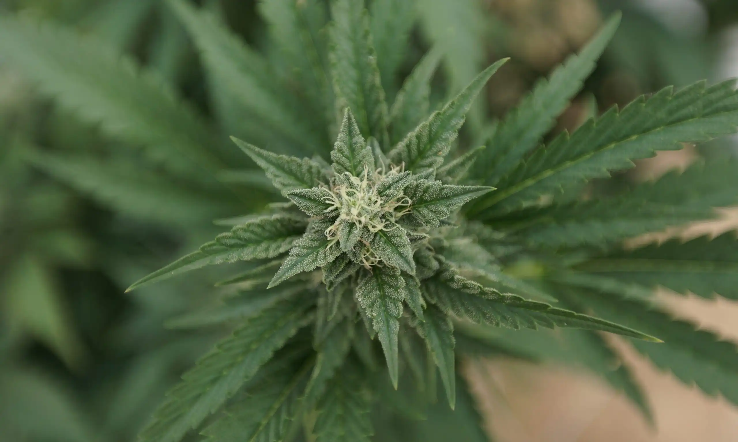 VA Documents Reveal Schedule III Cannabis Could Expand Access for Veterans