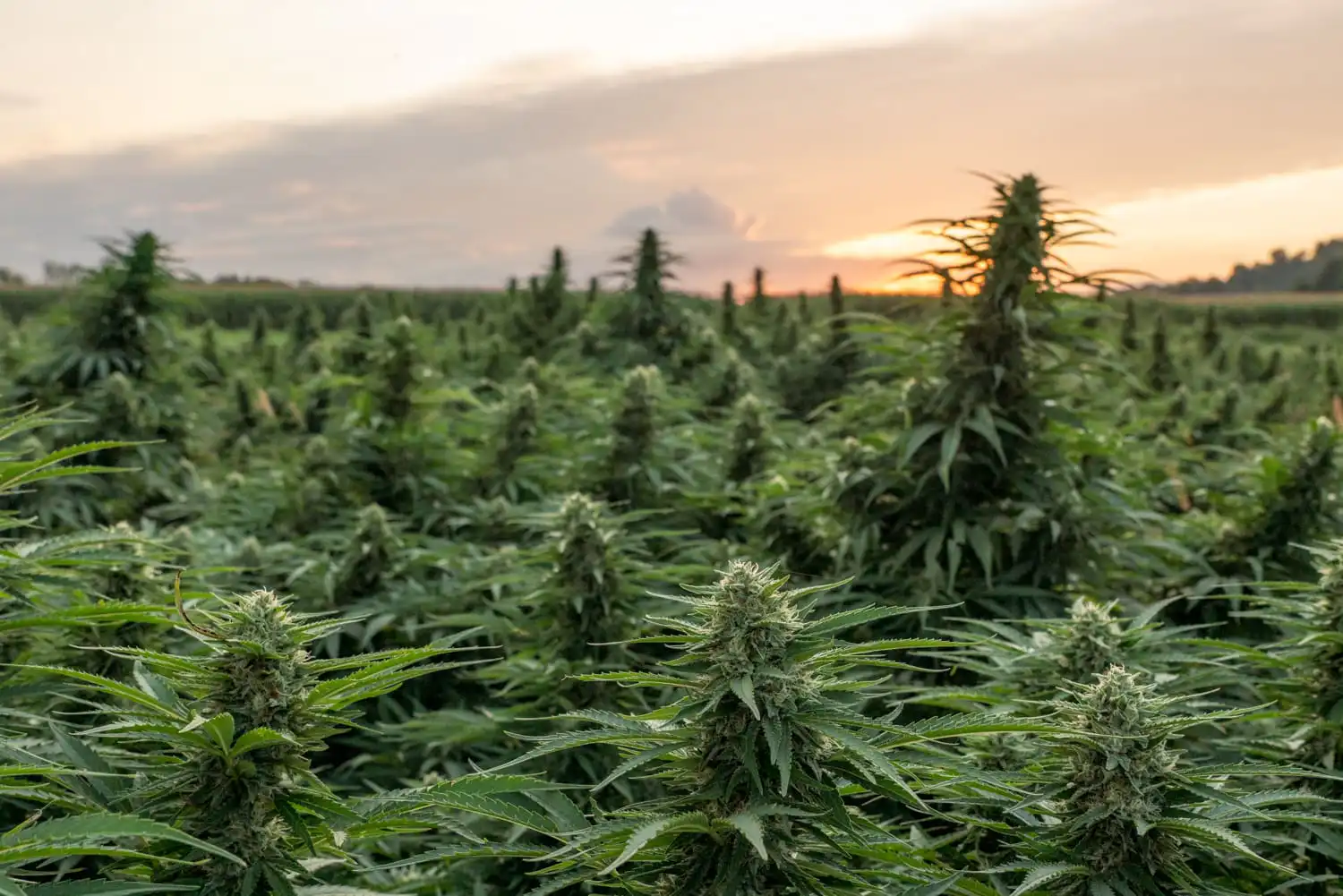 Legislatori chiedono a Trump di commutare le pene per reati federali legati alla cannabis