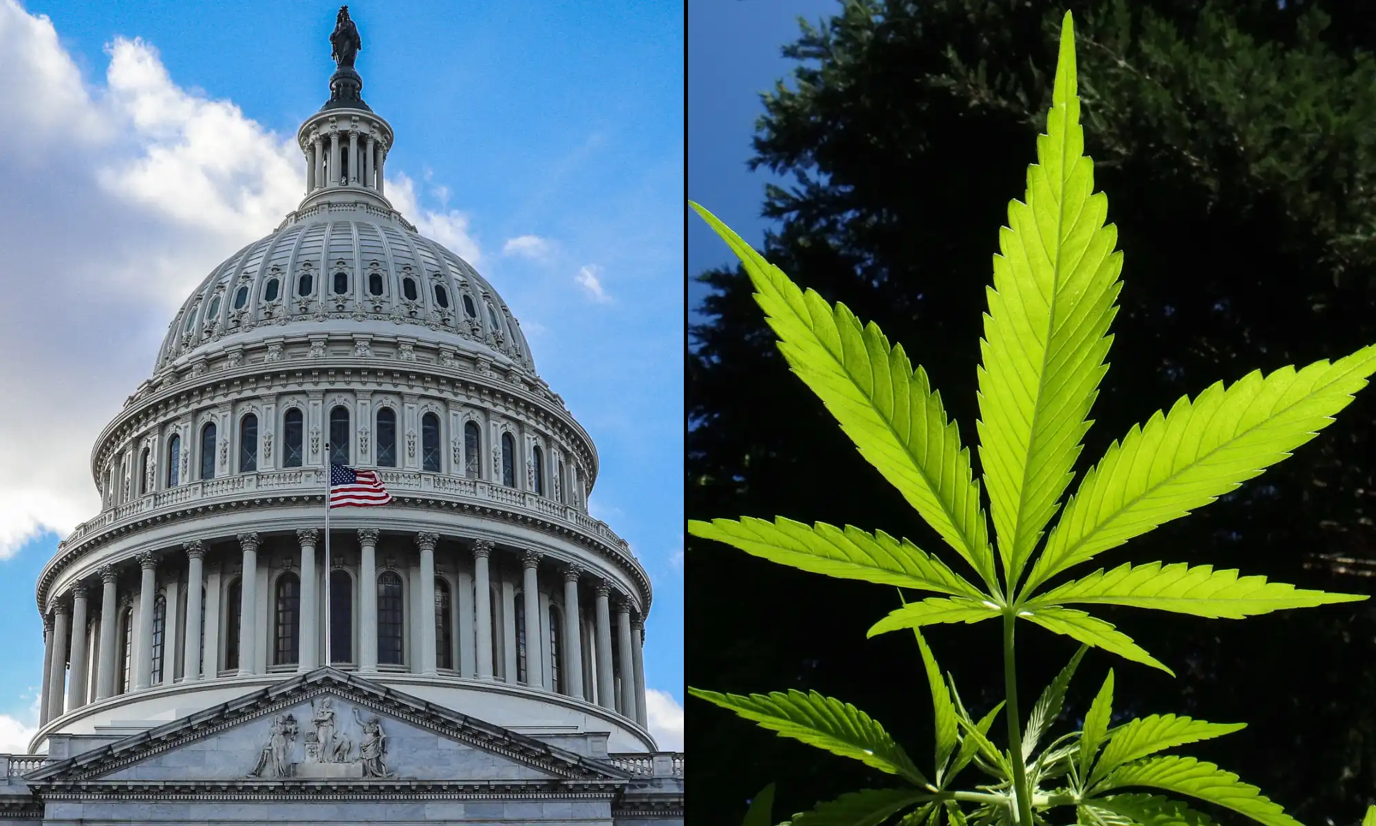 National Cannabis Advocacy Coalition Urges Congress to Enact Comprehensive Legalization and Expungement