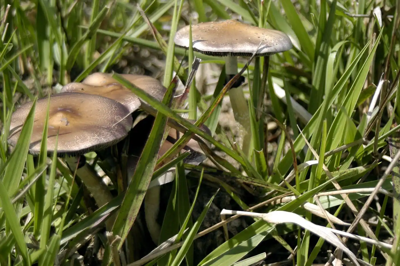Support for Regulated Psychedelic Therapy and Research Rises Sharply in U.S. Poll