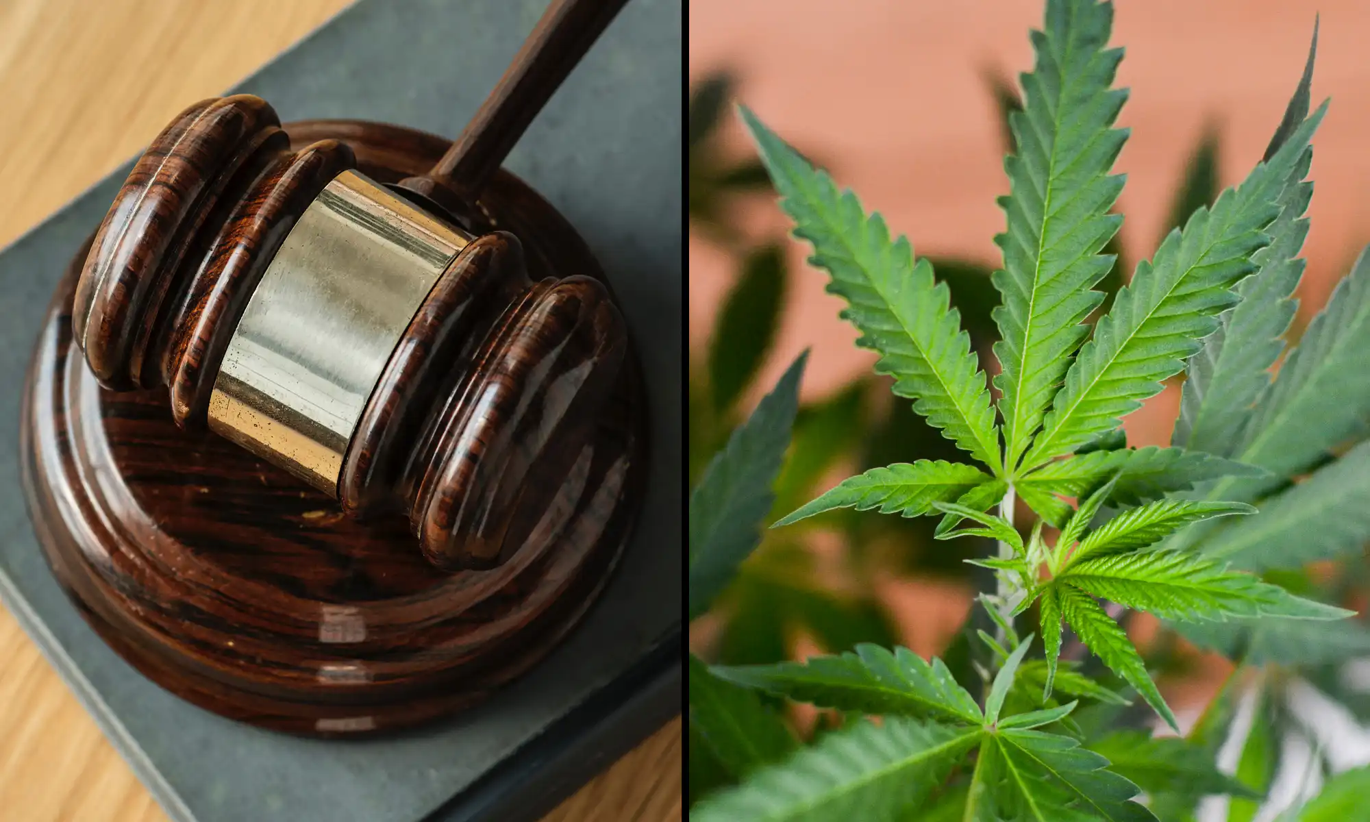 La Corte Suprema del Massachusetts esamina l'iniziativa per abolire la cannabis ricreativa