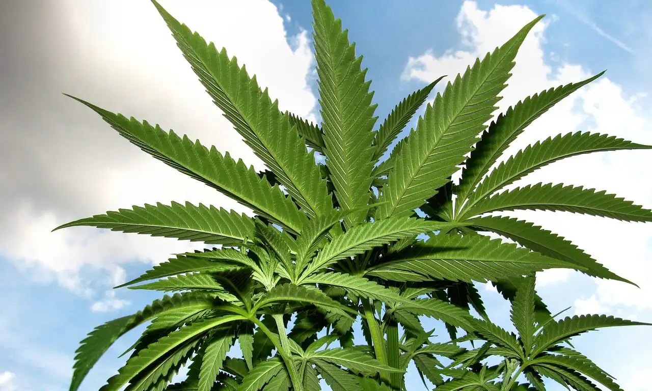 Congressional Report Clarifies Limits of Federal Marijuana Rescheduling for State-Legal Markets