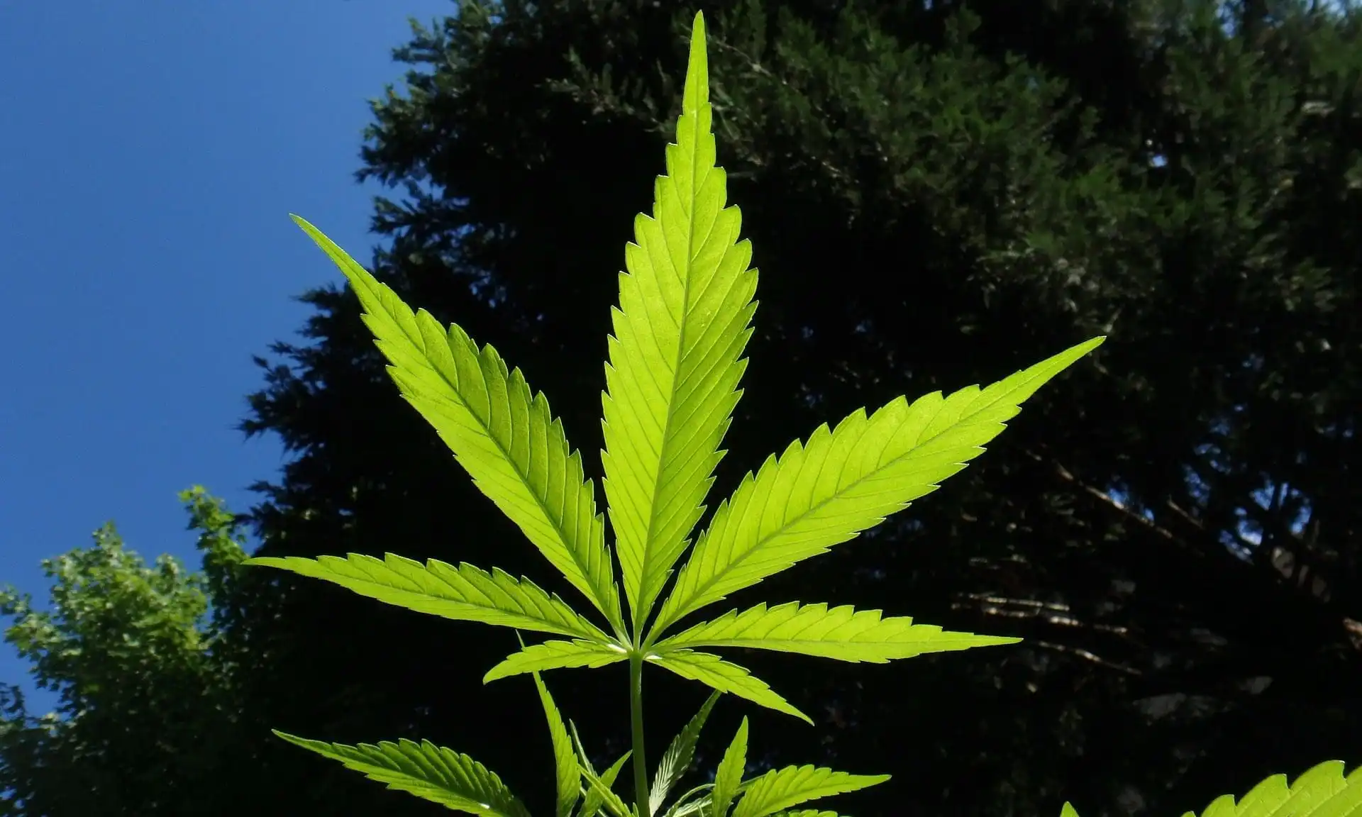 2026 Elections Poised to Shape U.S. Cannabis Policy Beyond Any Single Bill