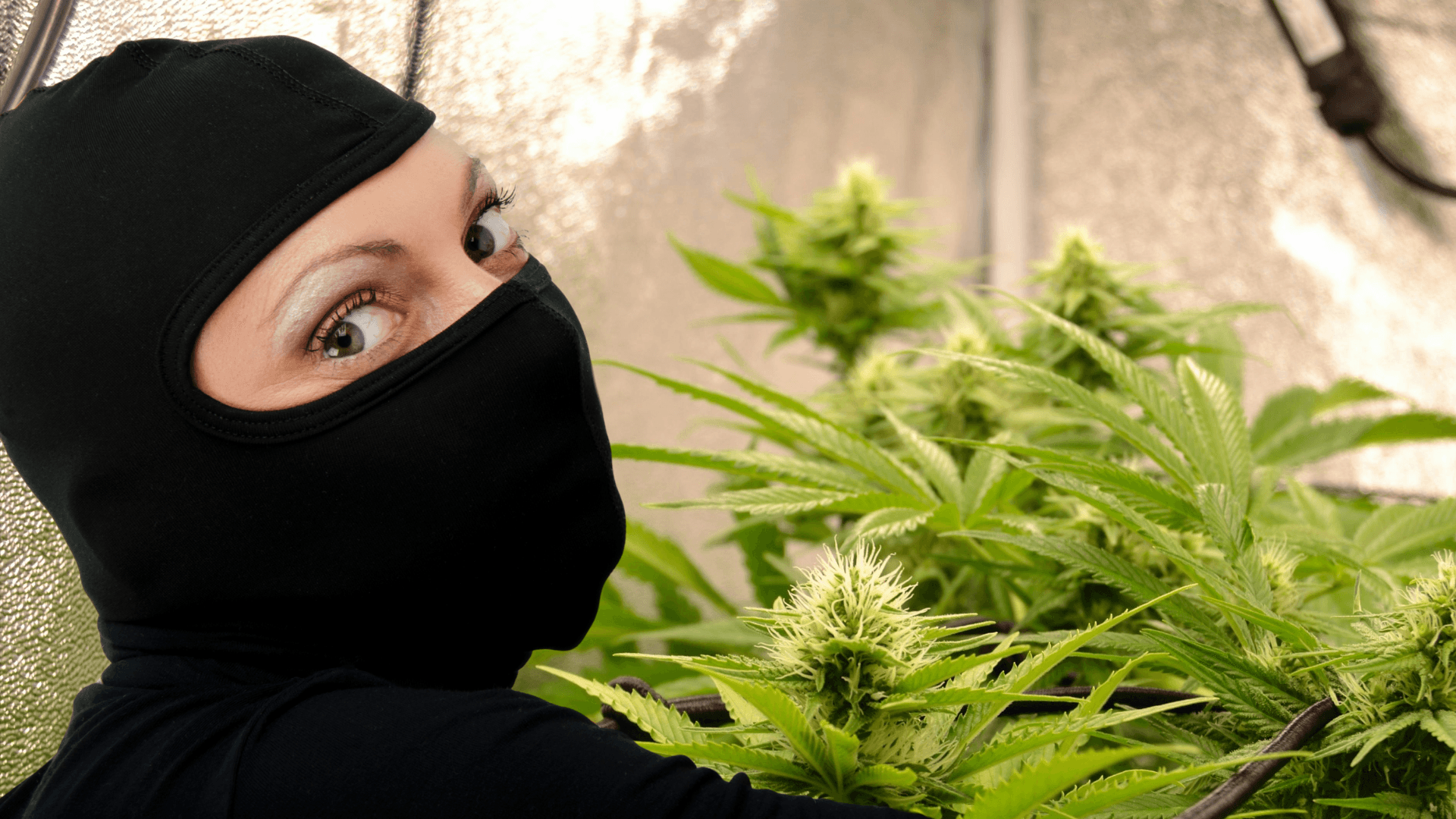 Spain Enforces Tougher Prison Sentences for Electricity Theft in Cannabis Cultivation Crackdown