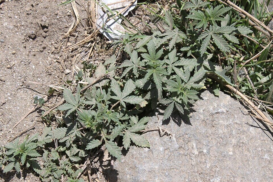 Cannabis Cultivation Emerges as Economic Lifeline Amid State Collapse in Lebanon, Myanmar, and Afghanistan