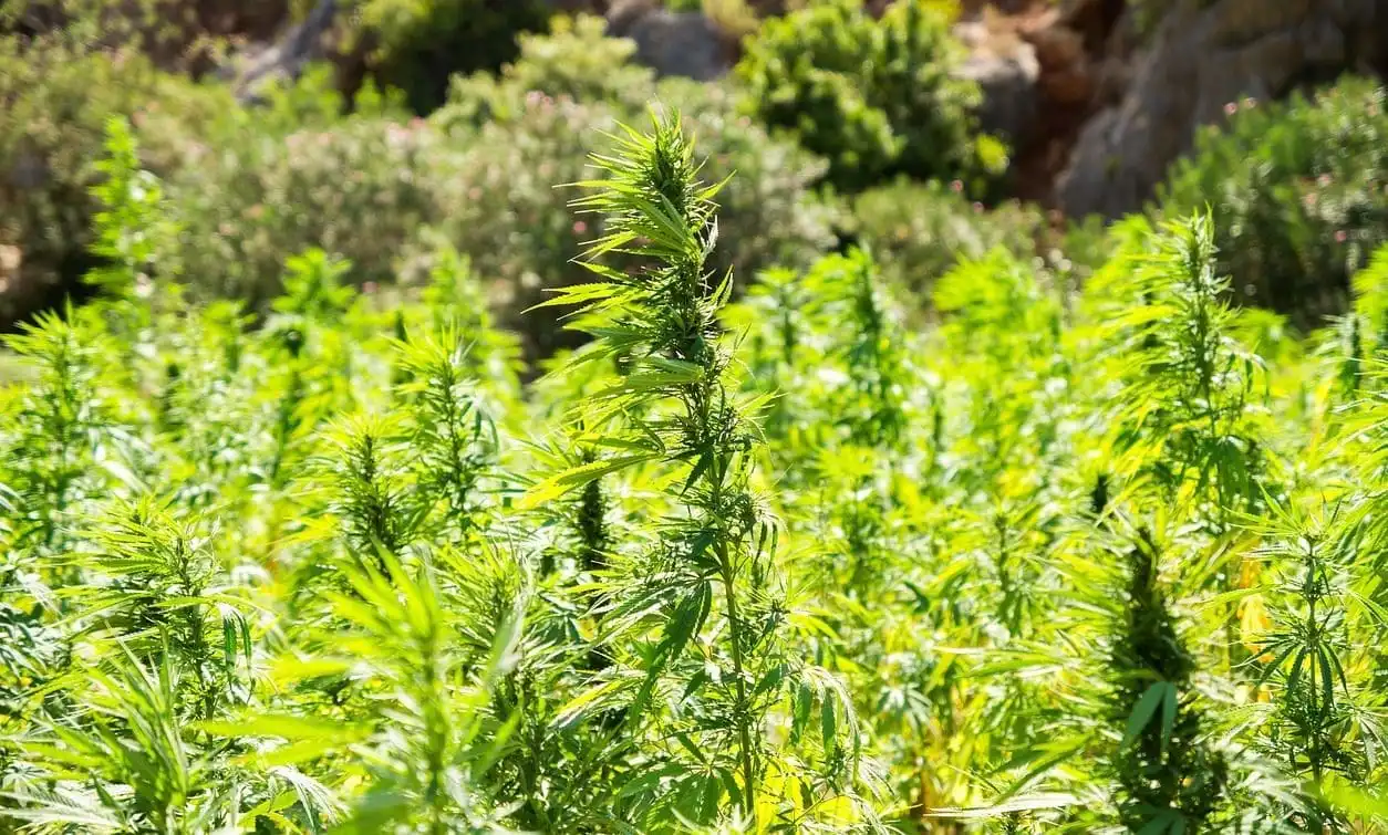 Le Congrès américain maintient l’interdiction fédérale des produits au THC dérivés du chanvre